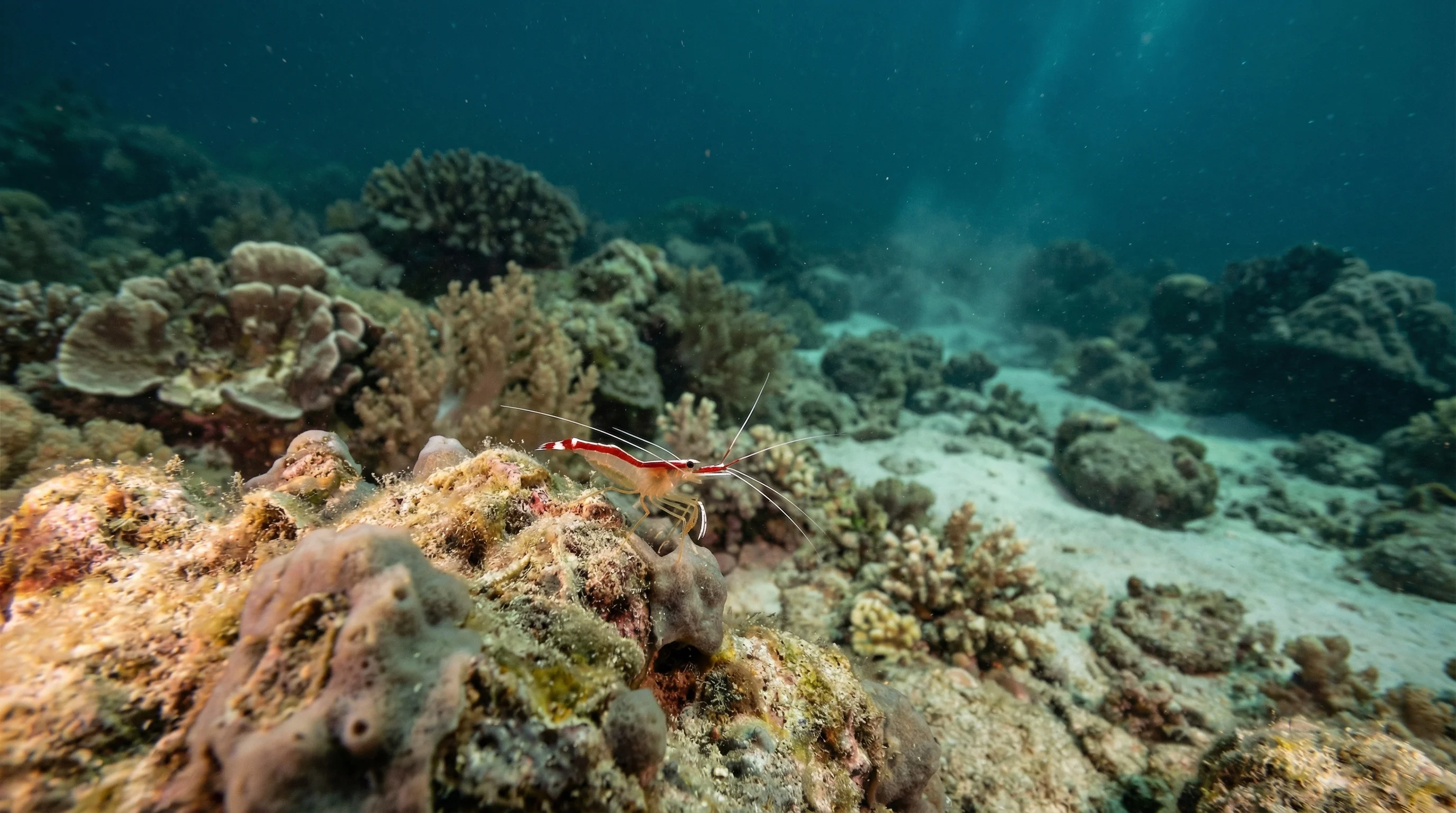 Dive site in Koh Chang