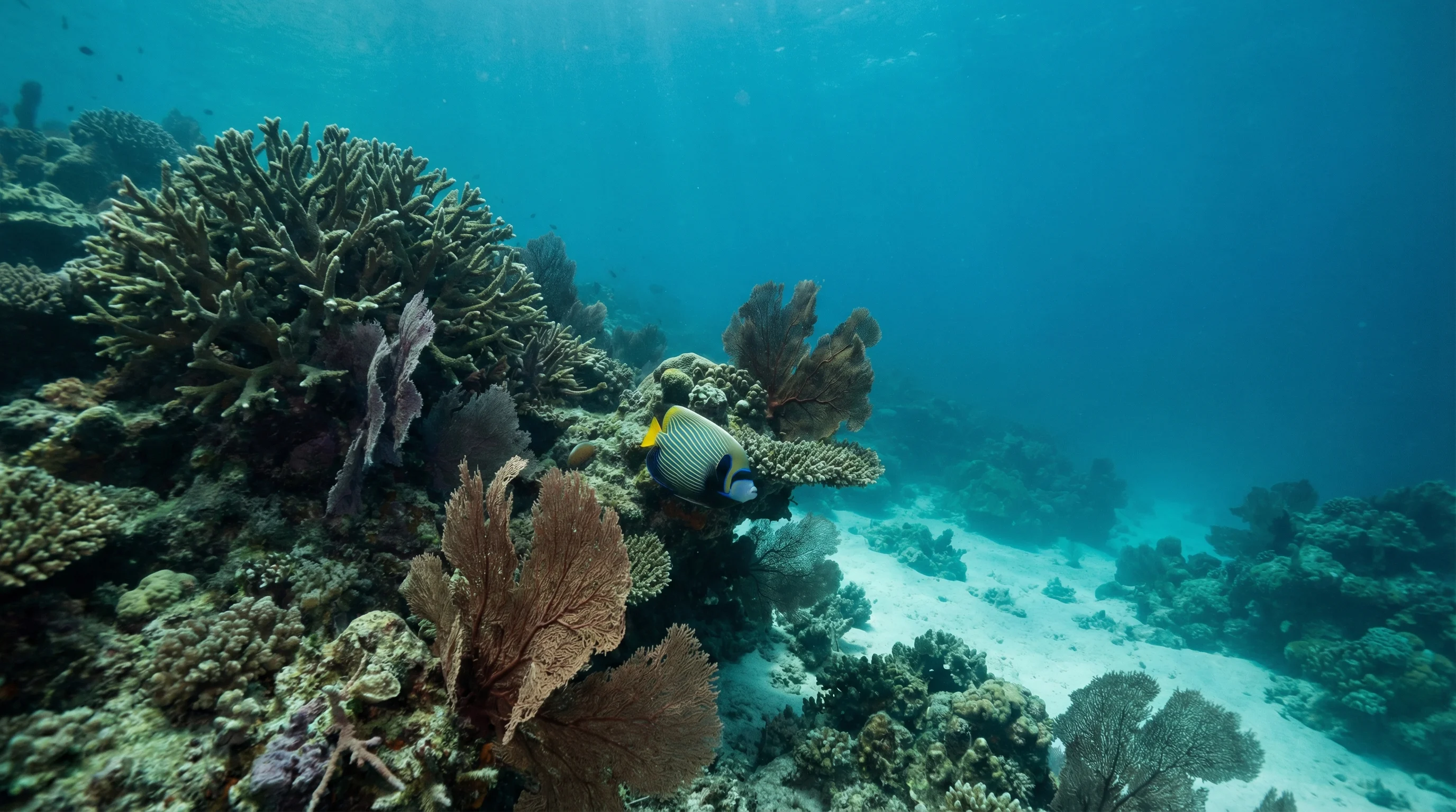 Koh Rok Noi