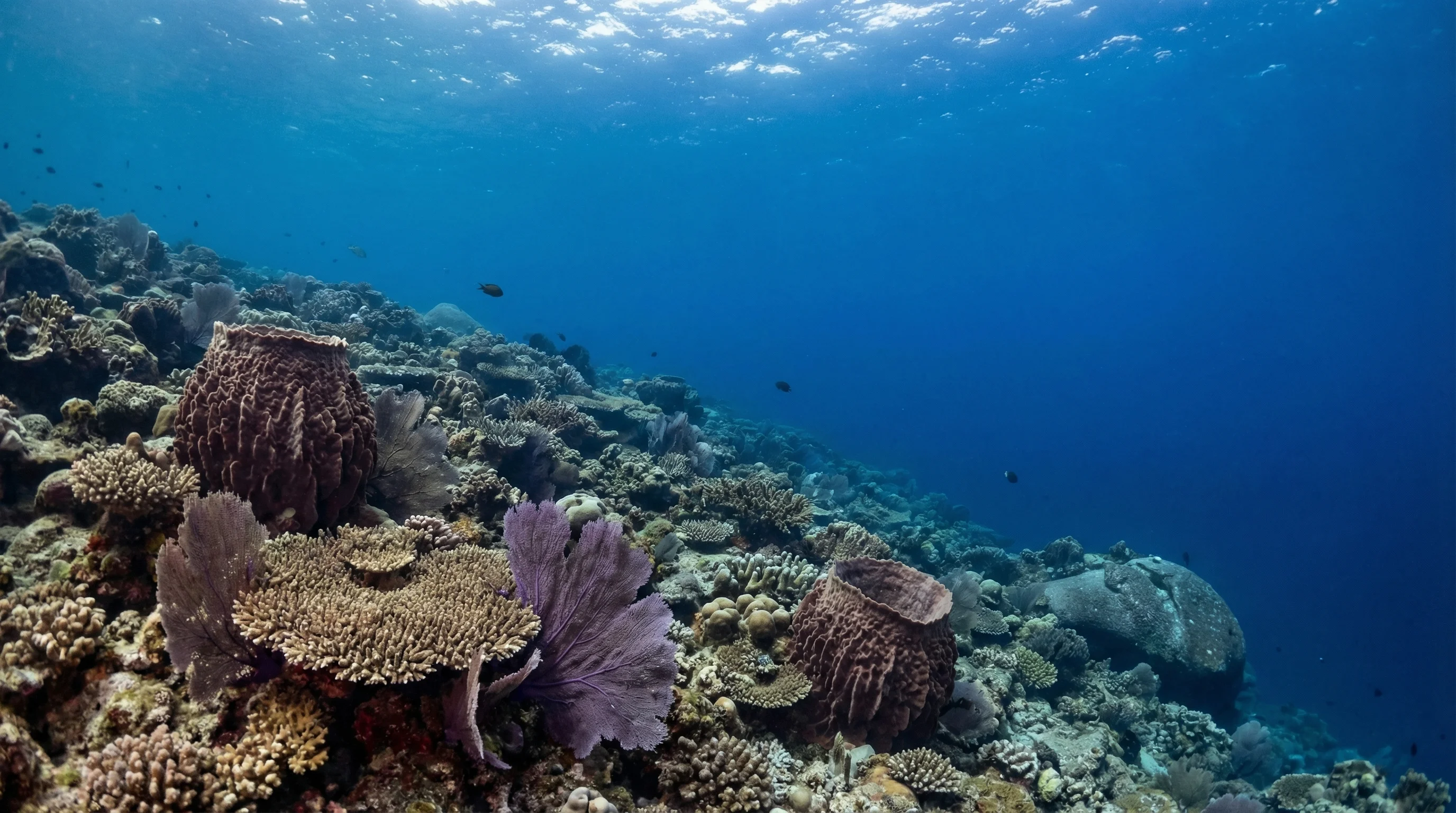 Koh Surin (Surin Islands)
