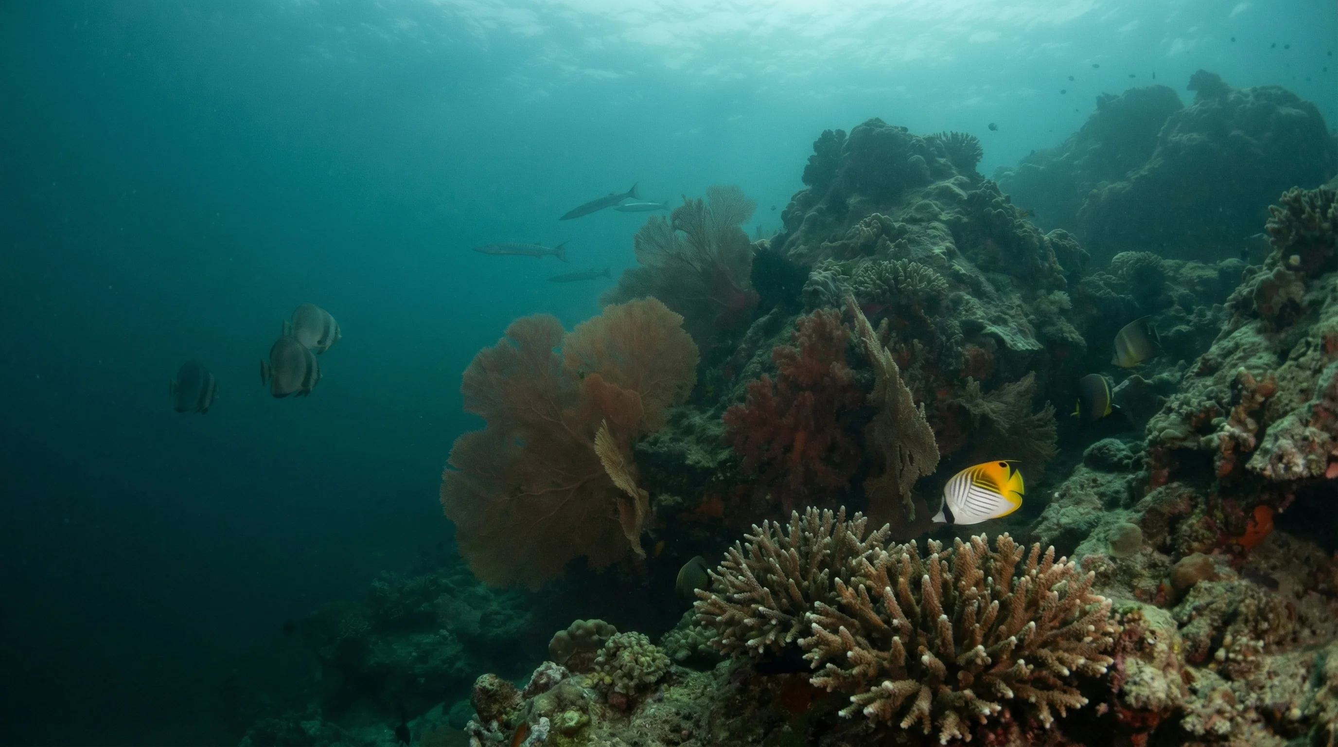 Dive site in Koh Pha Ngan