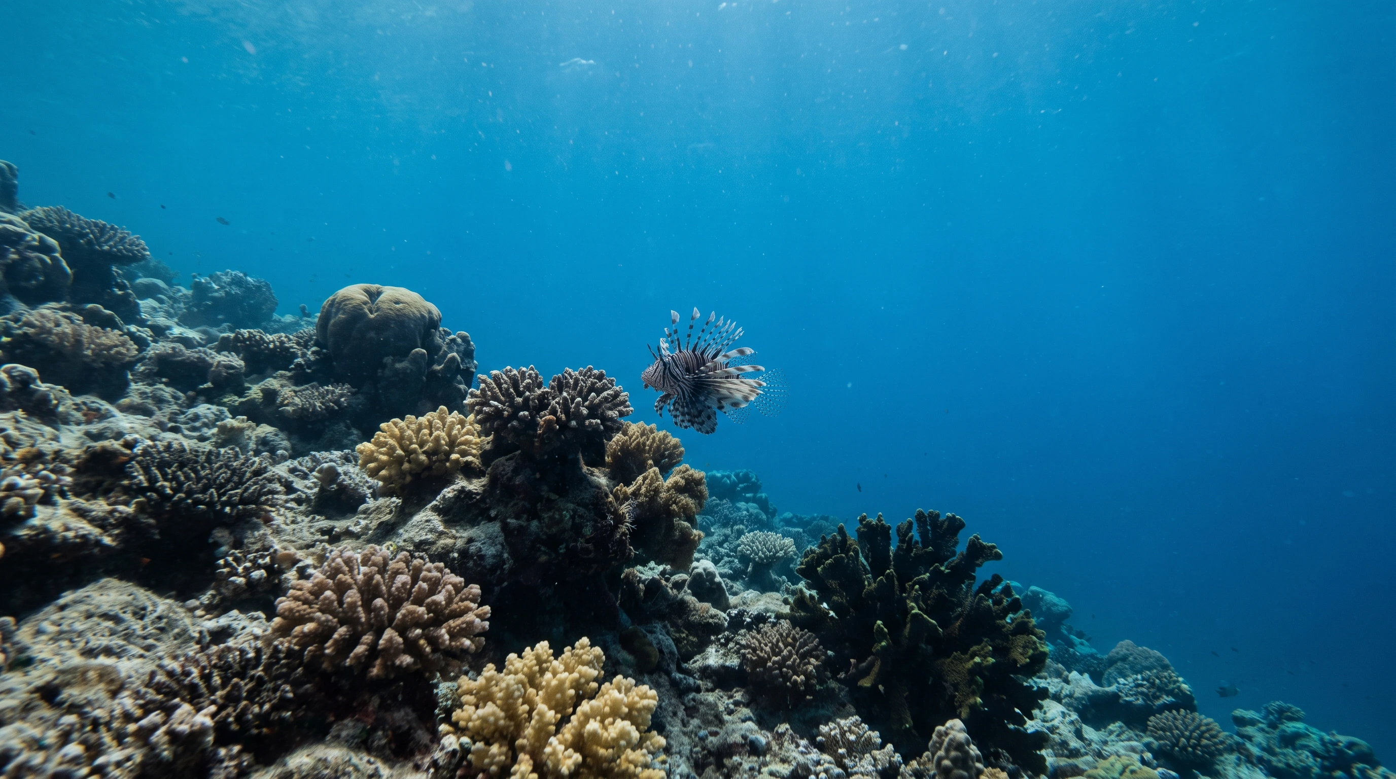 Kurumba house reef