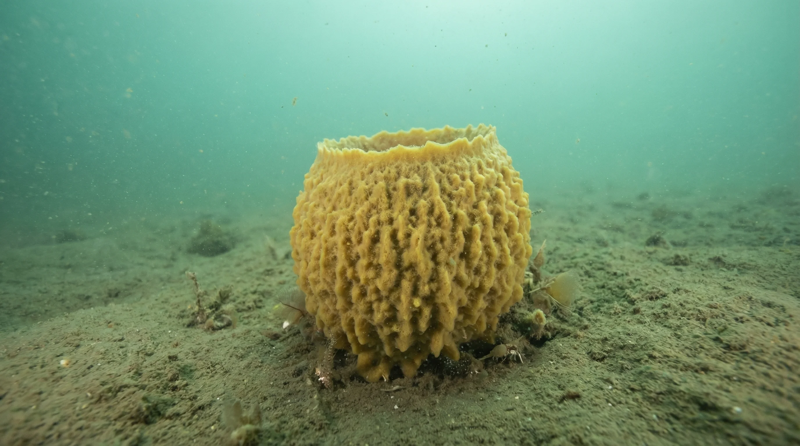 Dive site in Koh Nang Yuan