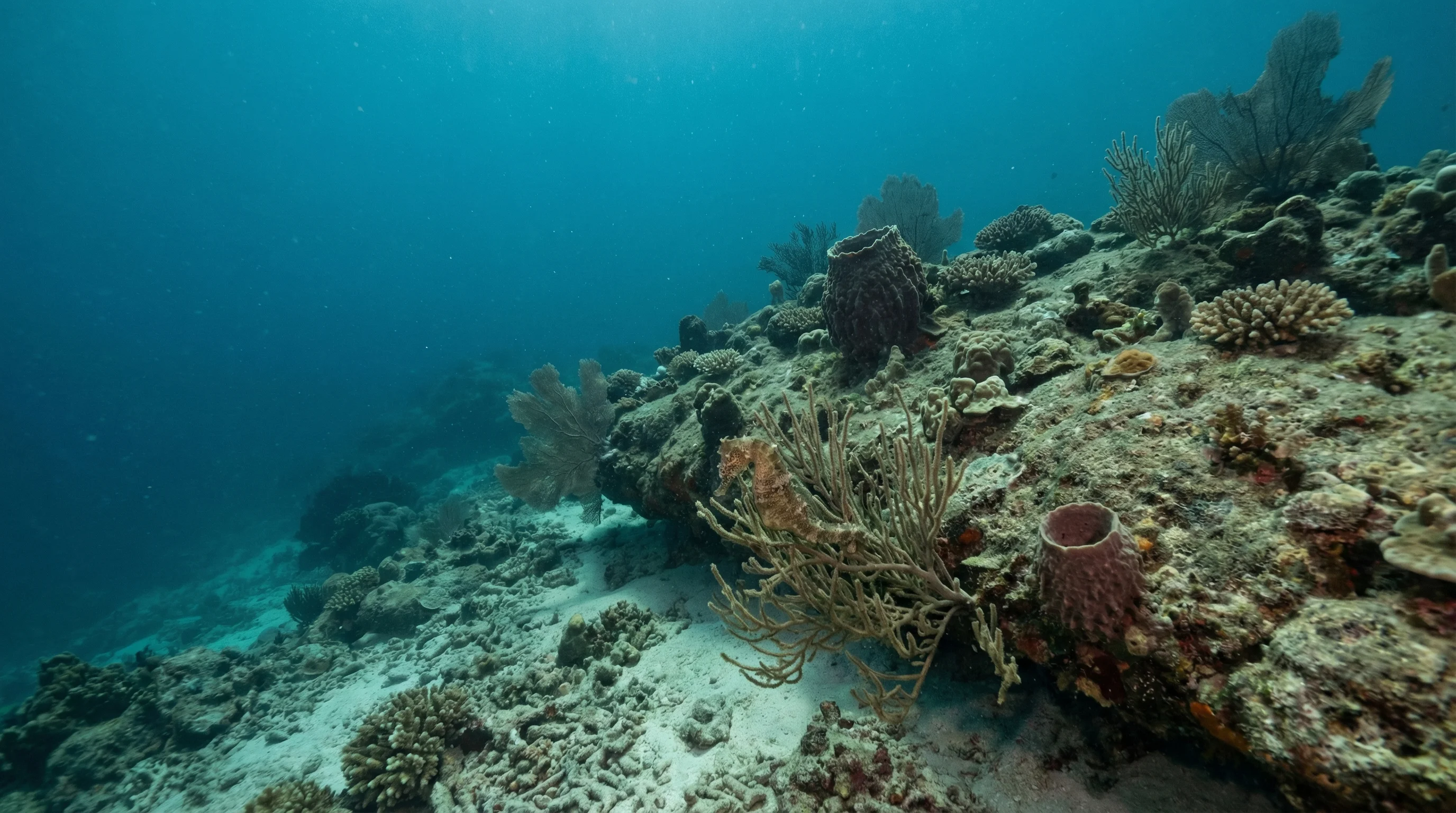 Dive site in Anemone Reef