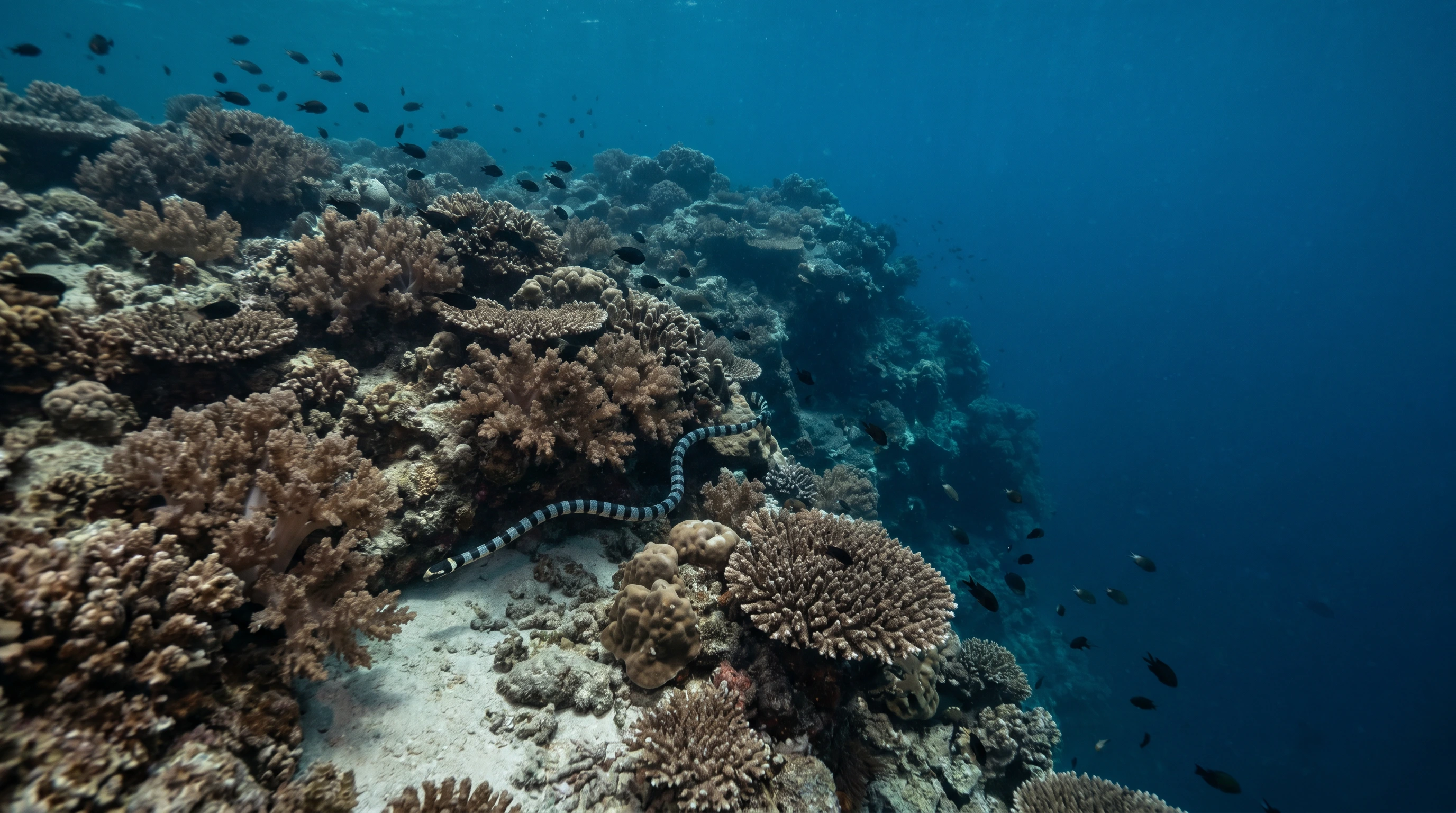 Marine Sanctuary