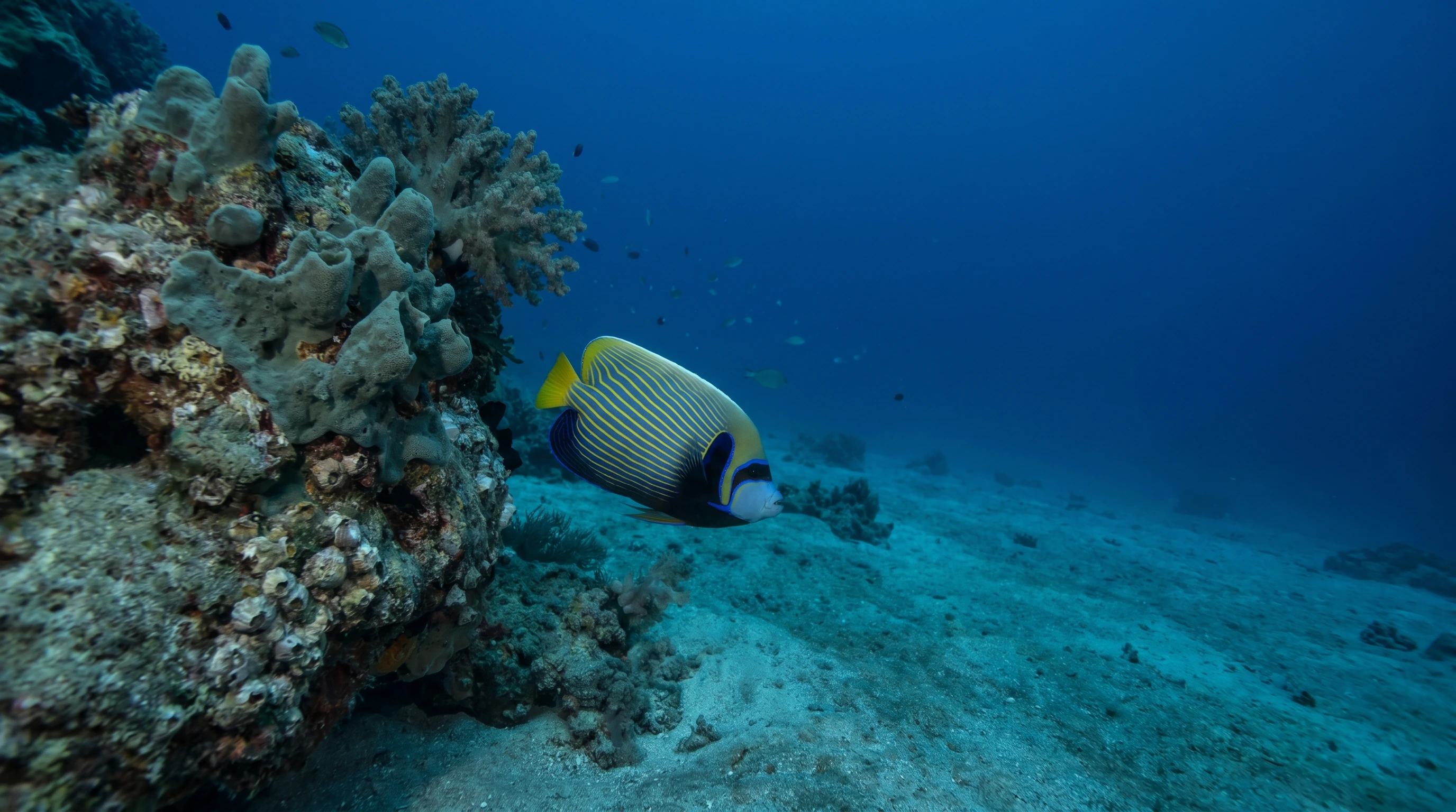 Marta Dive