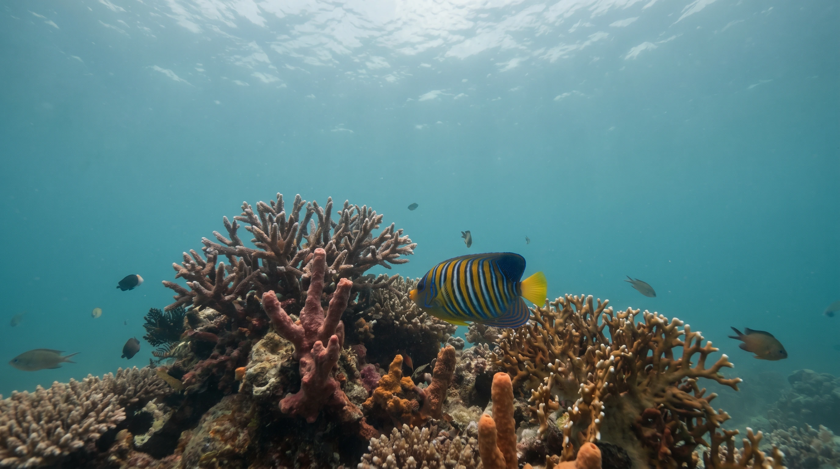 Middle Reef