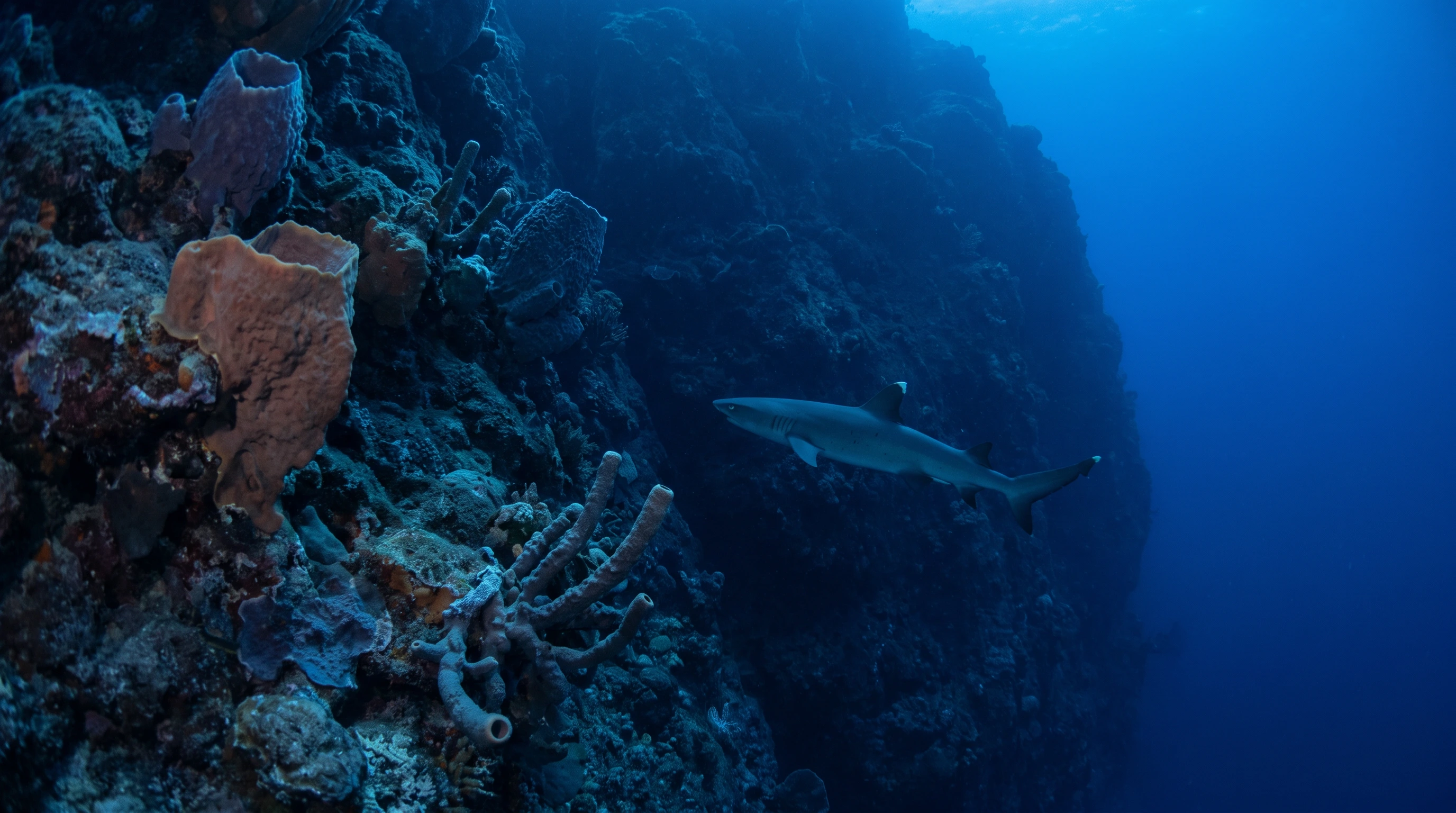 Dive site in Maui