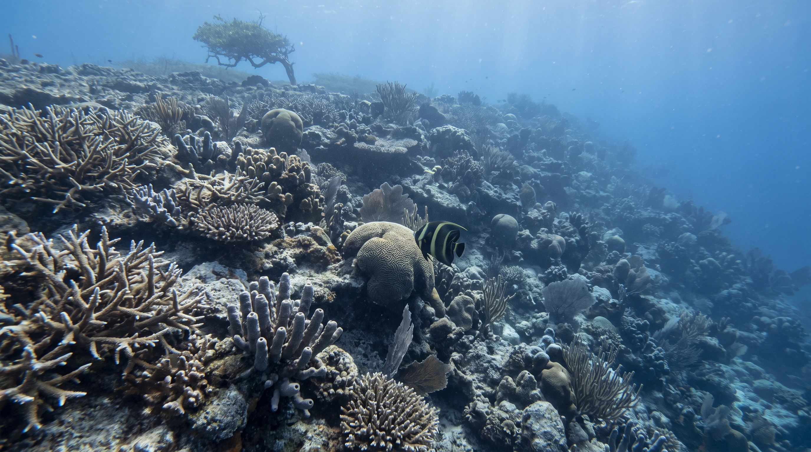 Monte's Reef