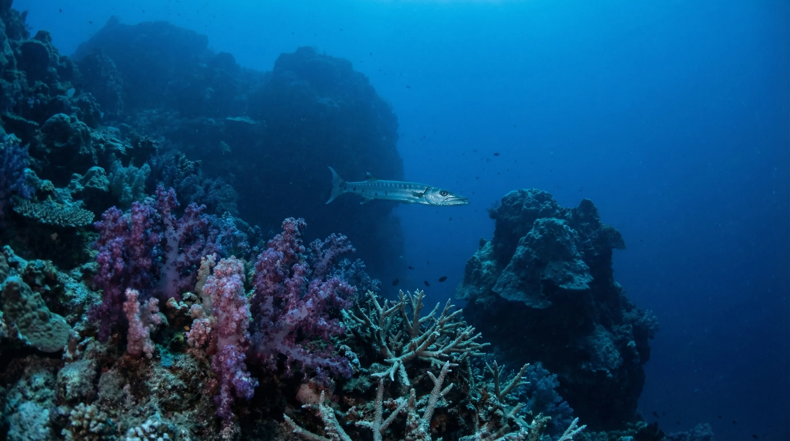 Mosquito Island Reef