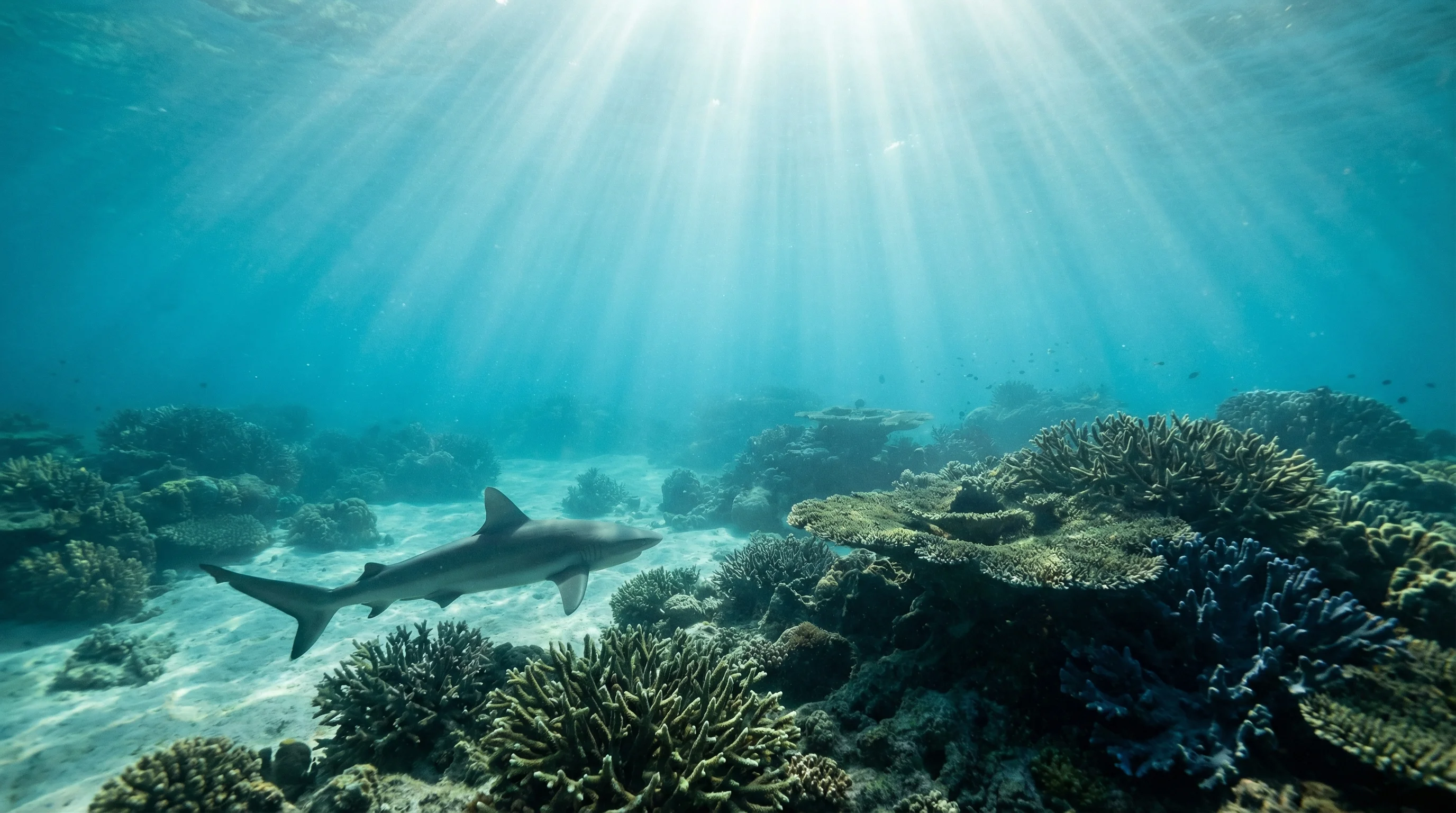 Mull of Kintyre - Wilson Reef