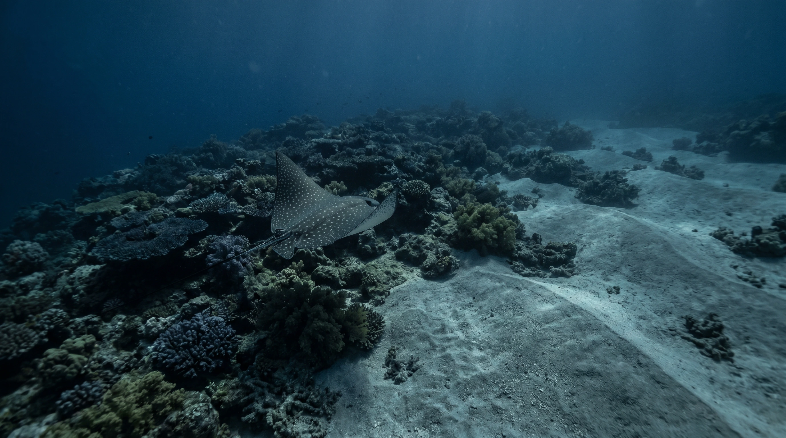 Dive site in Bora Bora