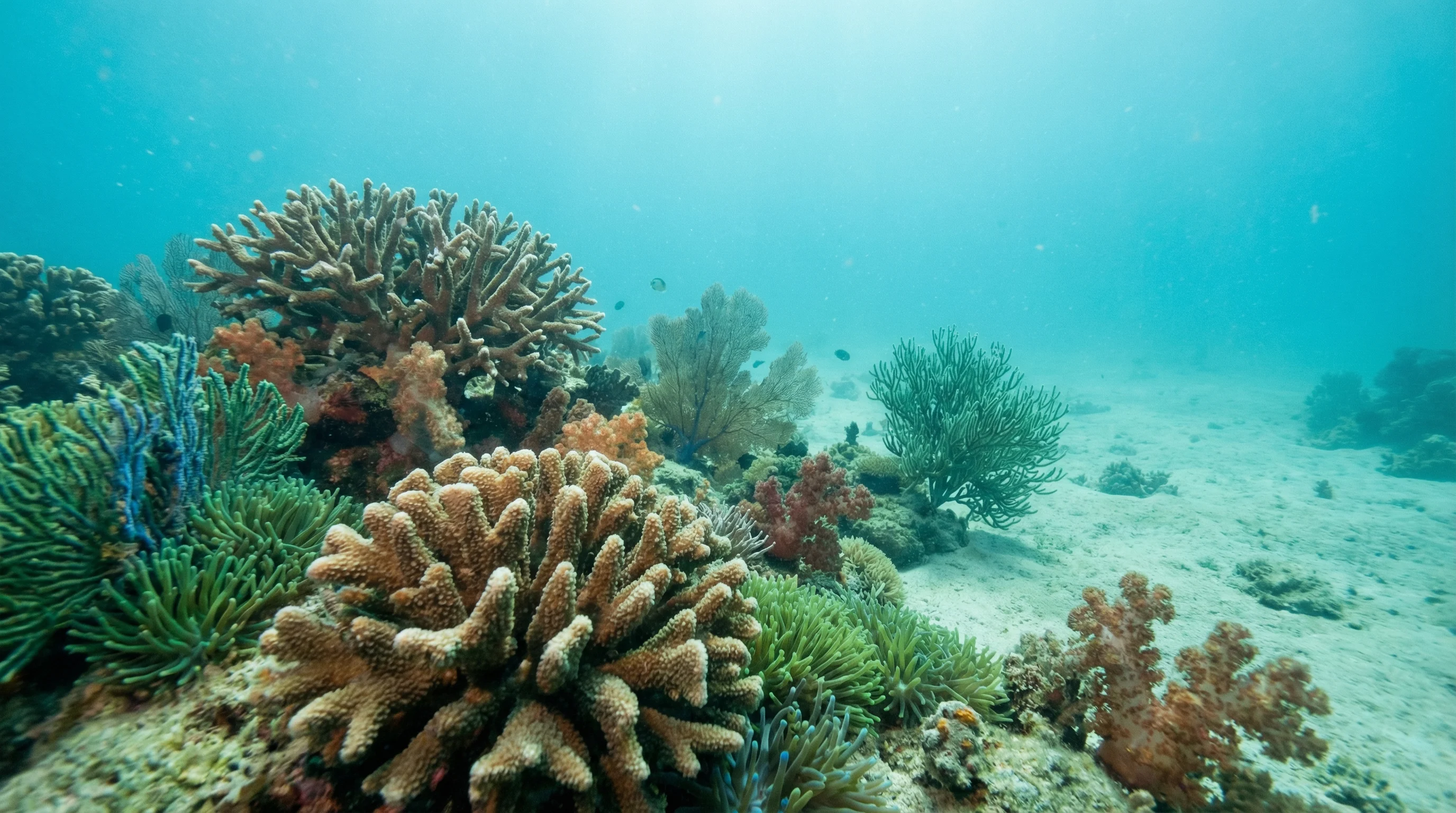 Dive site in Phuket