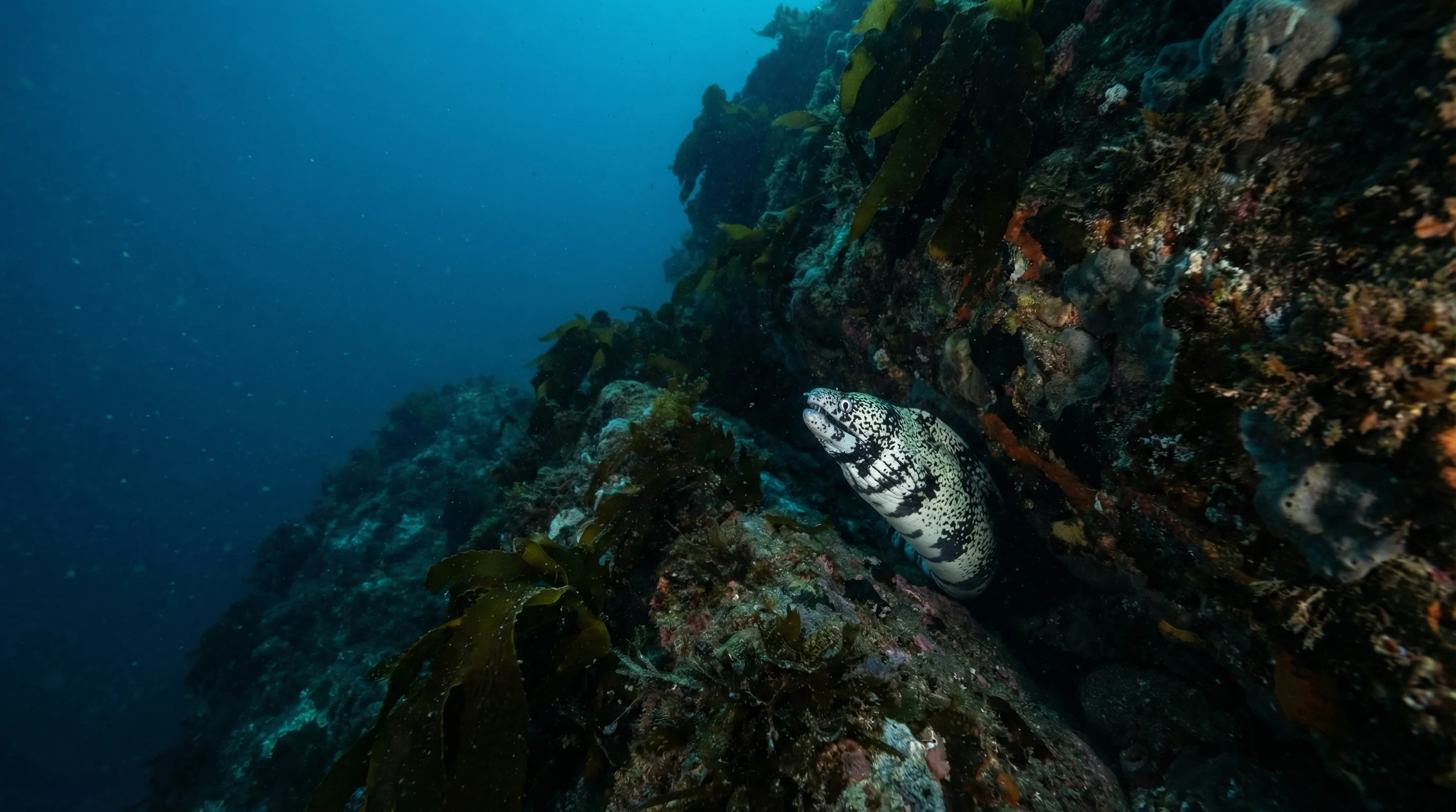 Dive site in Northland