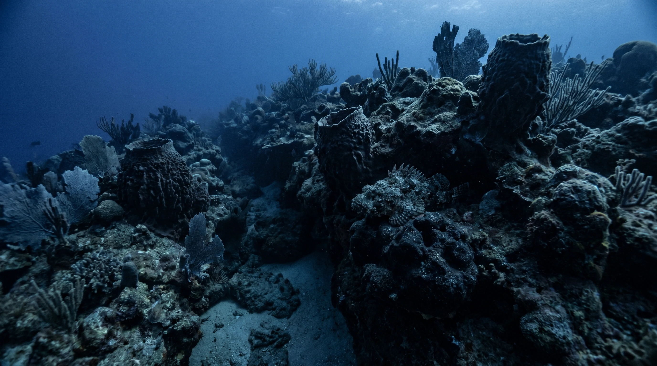 Octopus Acre