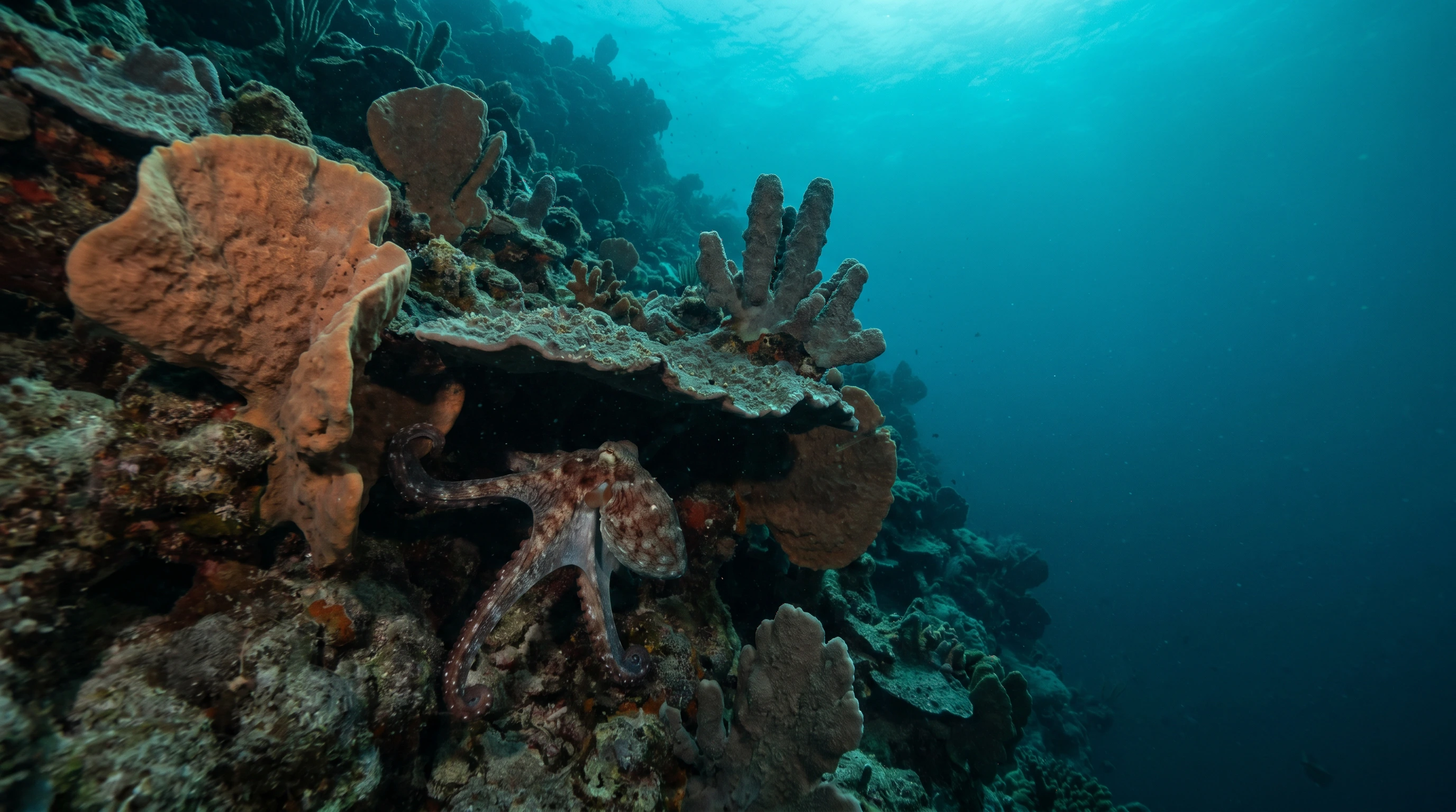 Dive site in Cayman Islands