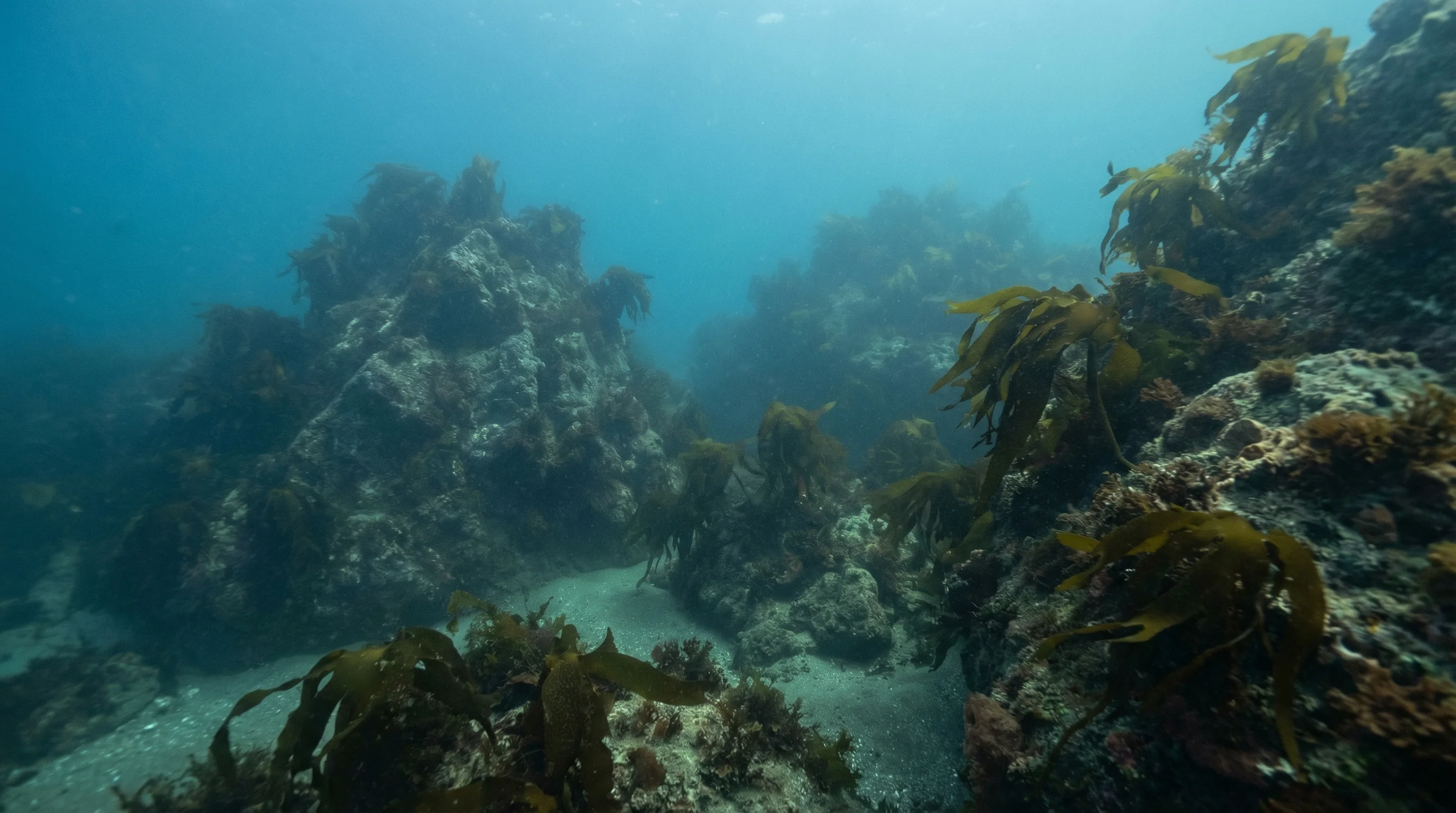 Pōhatu / Flea Bay