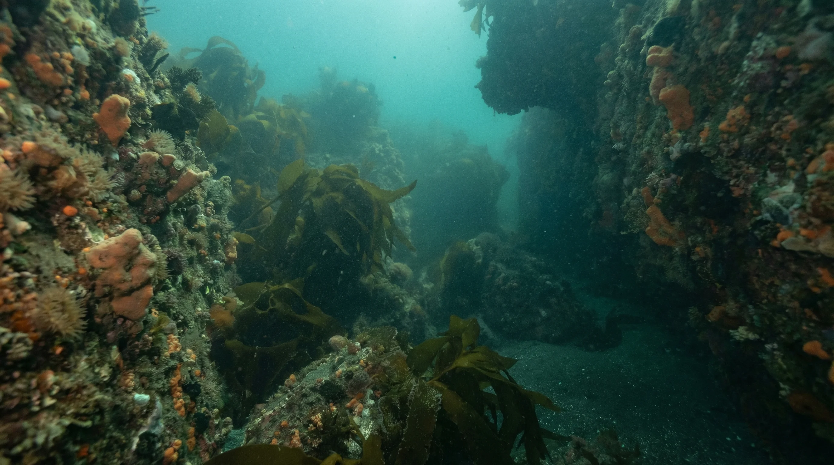 Pariokonohi Point