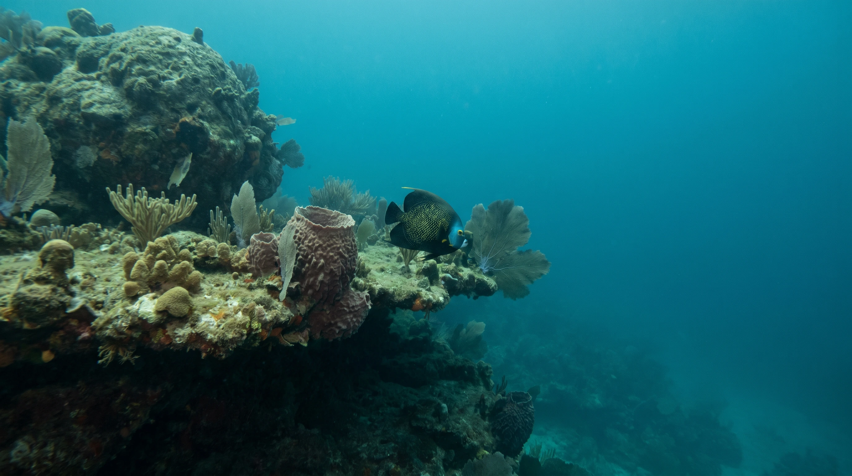 Paul's Reef