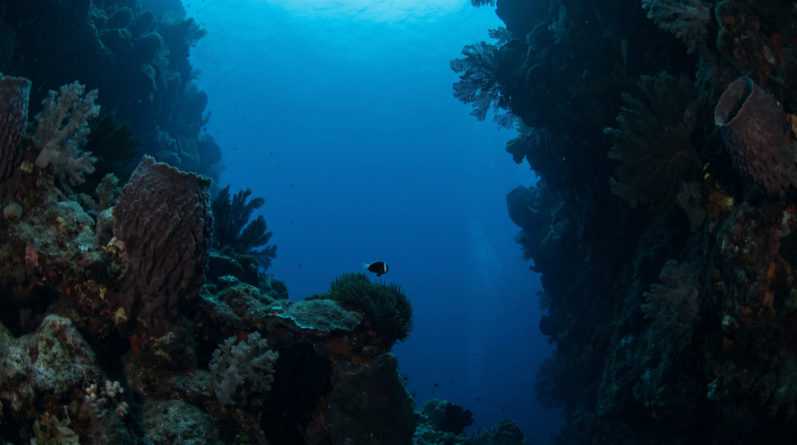 Dive site in Moalboal
