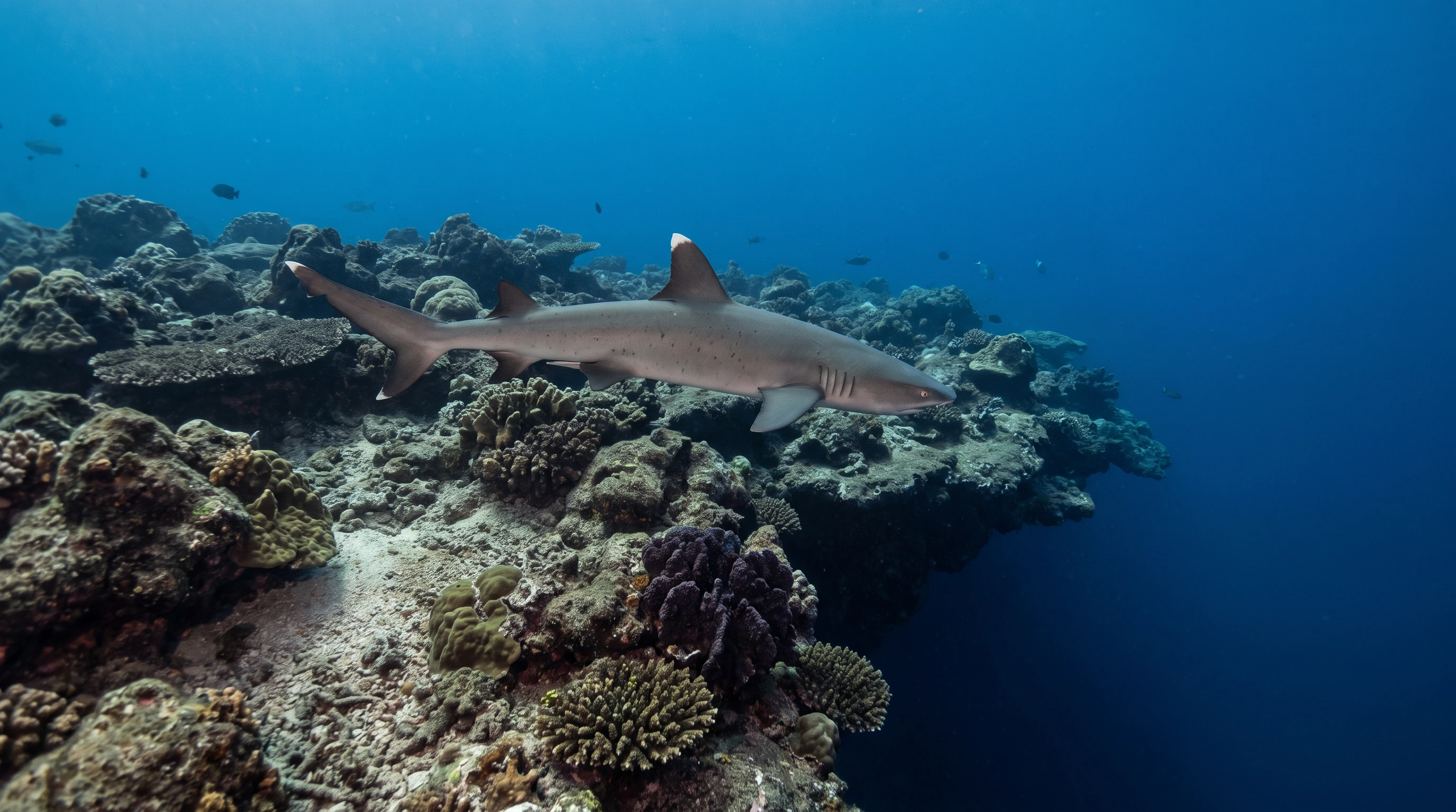 Reef's End