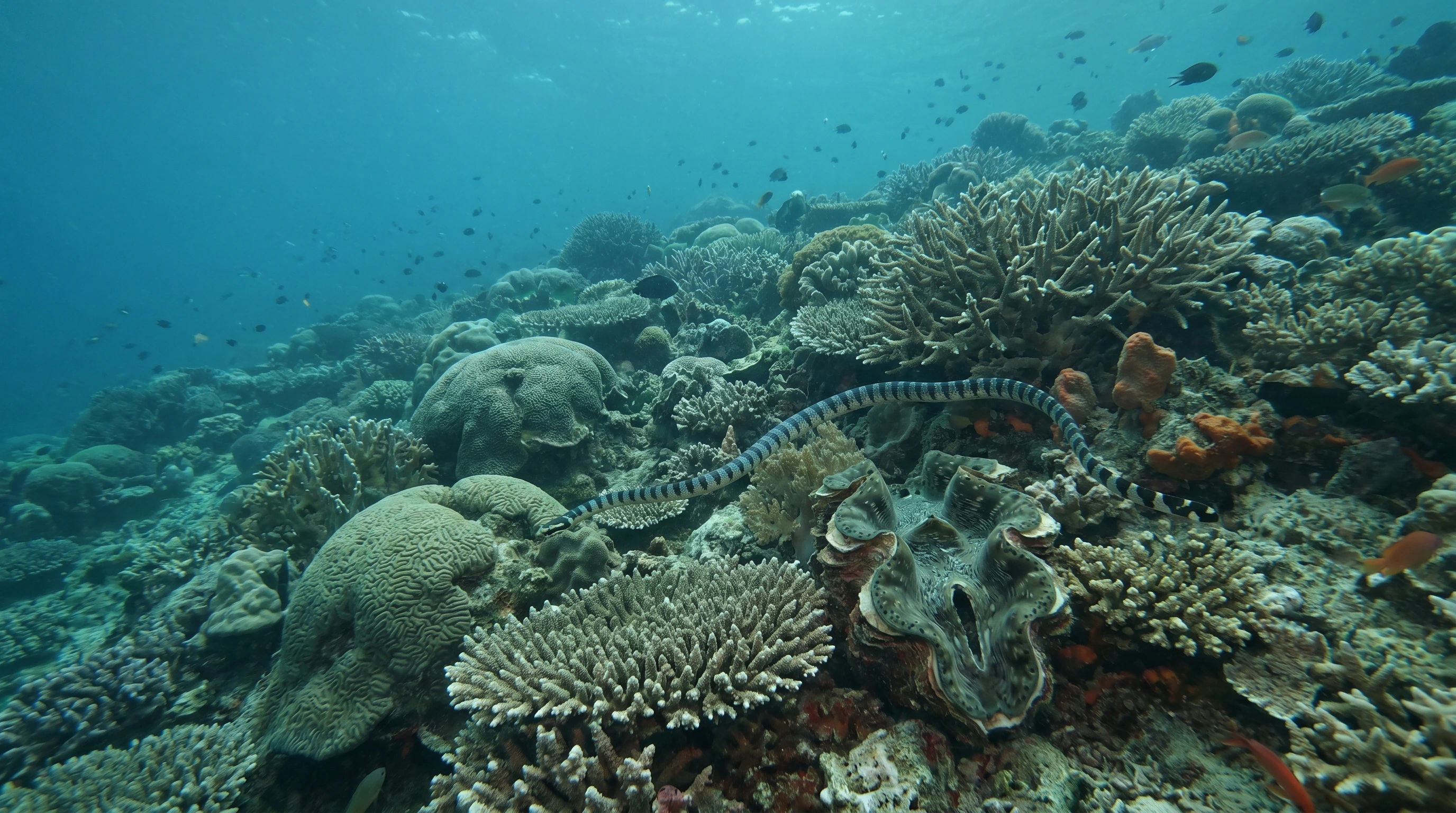 Dive site in Siquijor