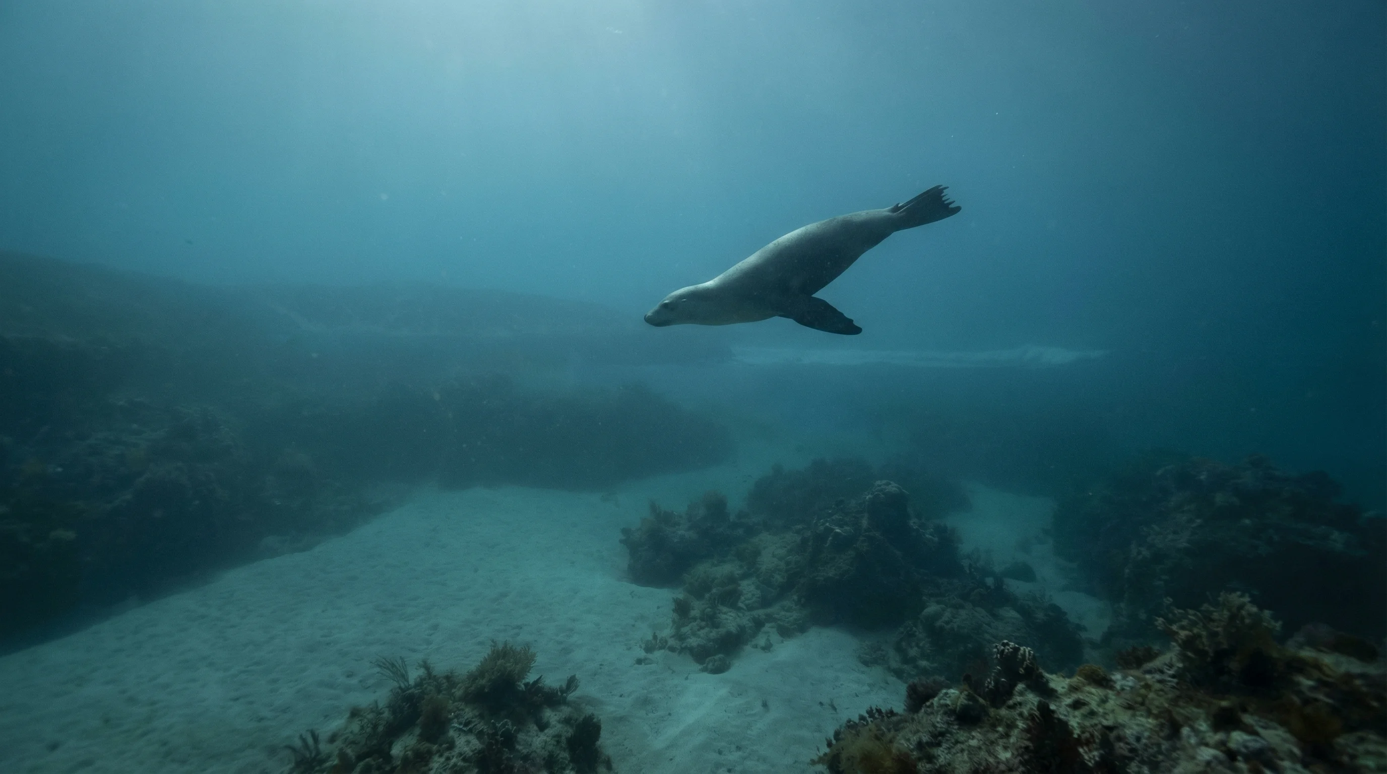 Dive site in Coral Coast