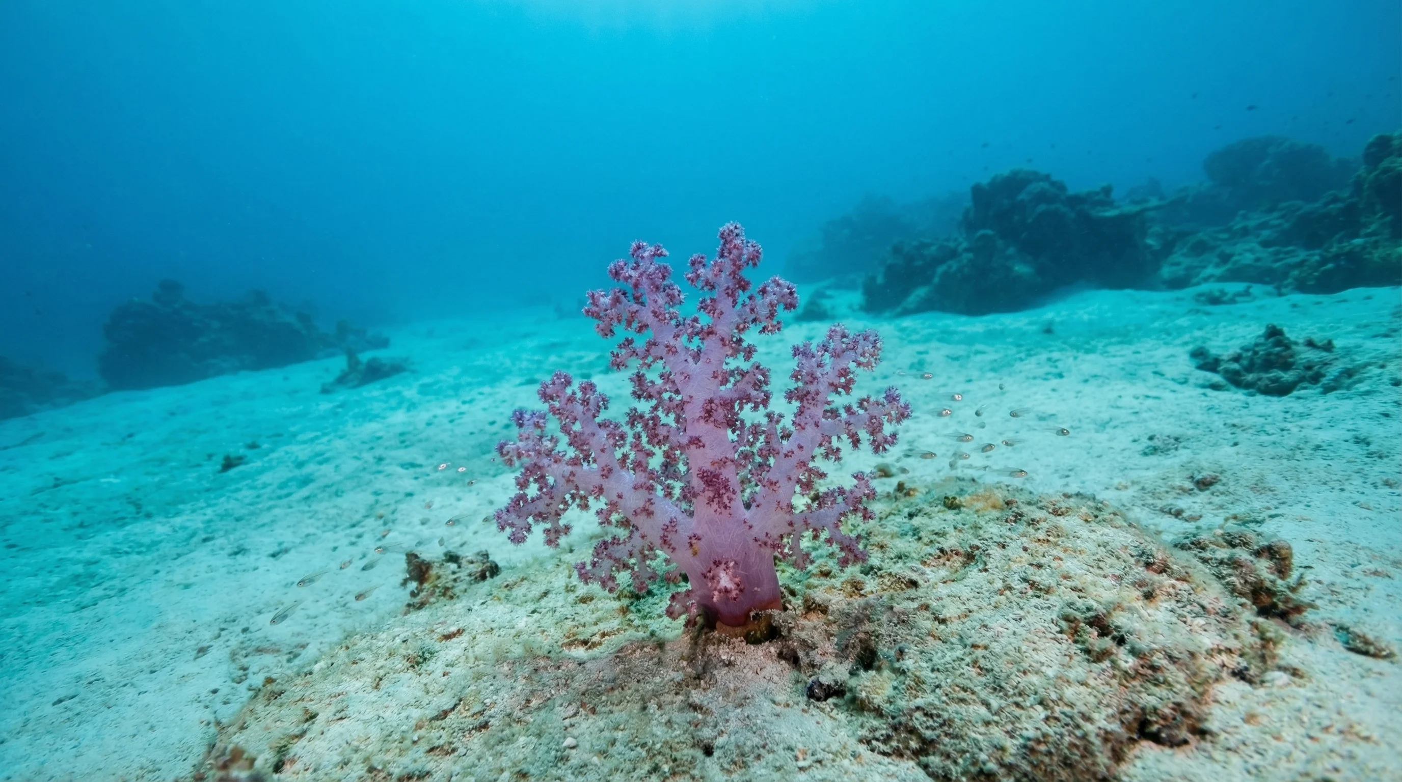 Shoal Bay Reef
