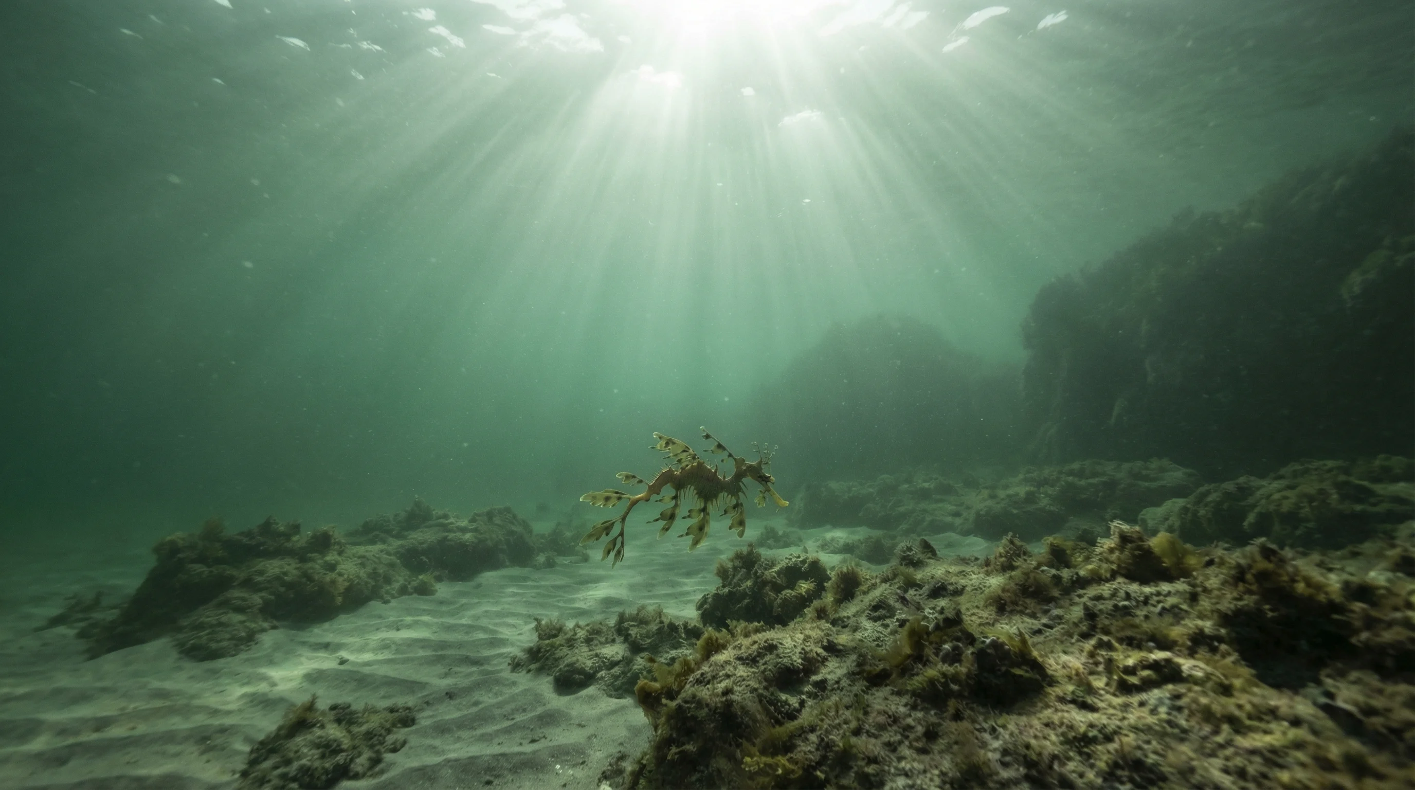 Dive site in Albany