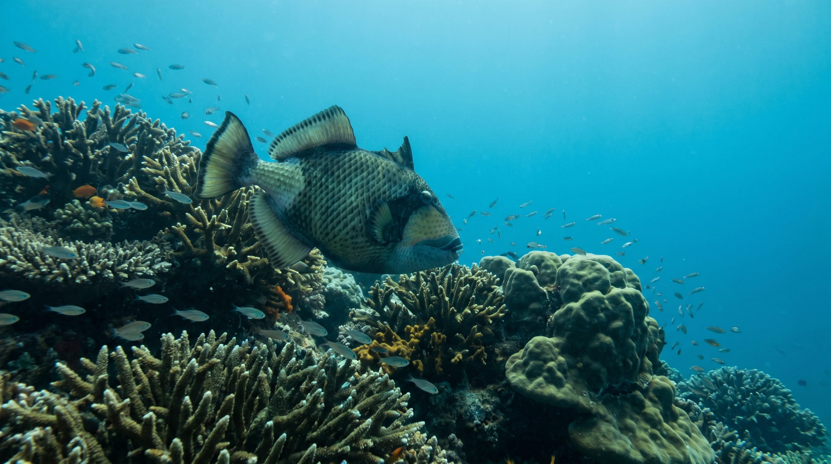 Dive site in Coron Island