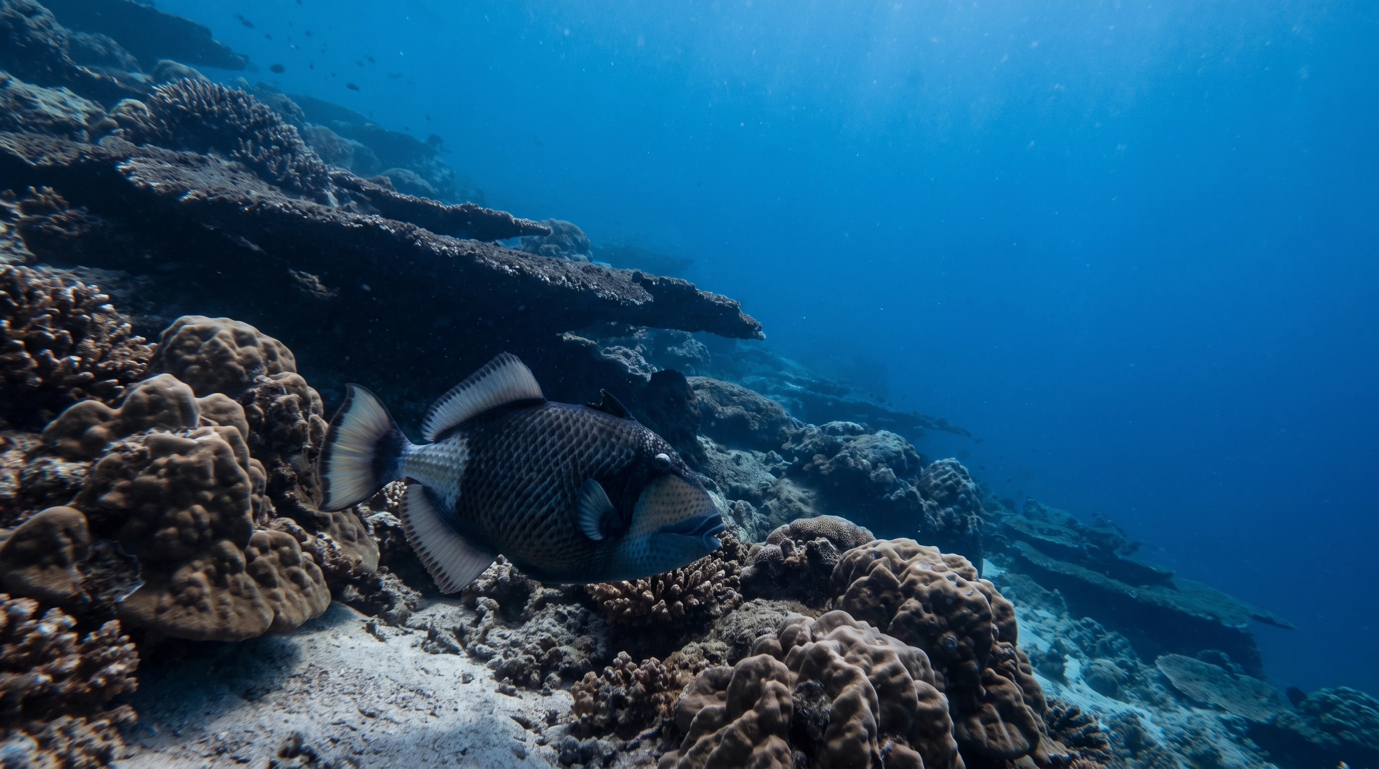 Snorkeling