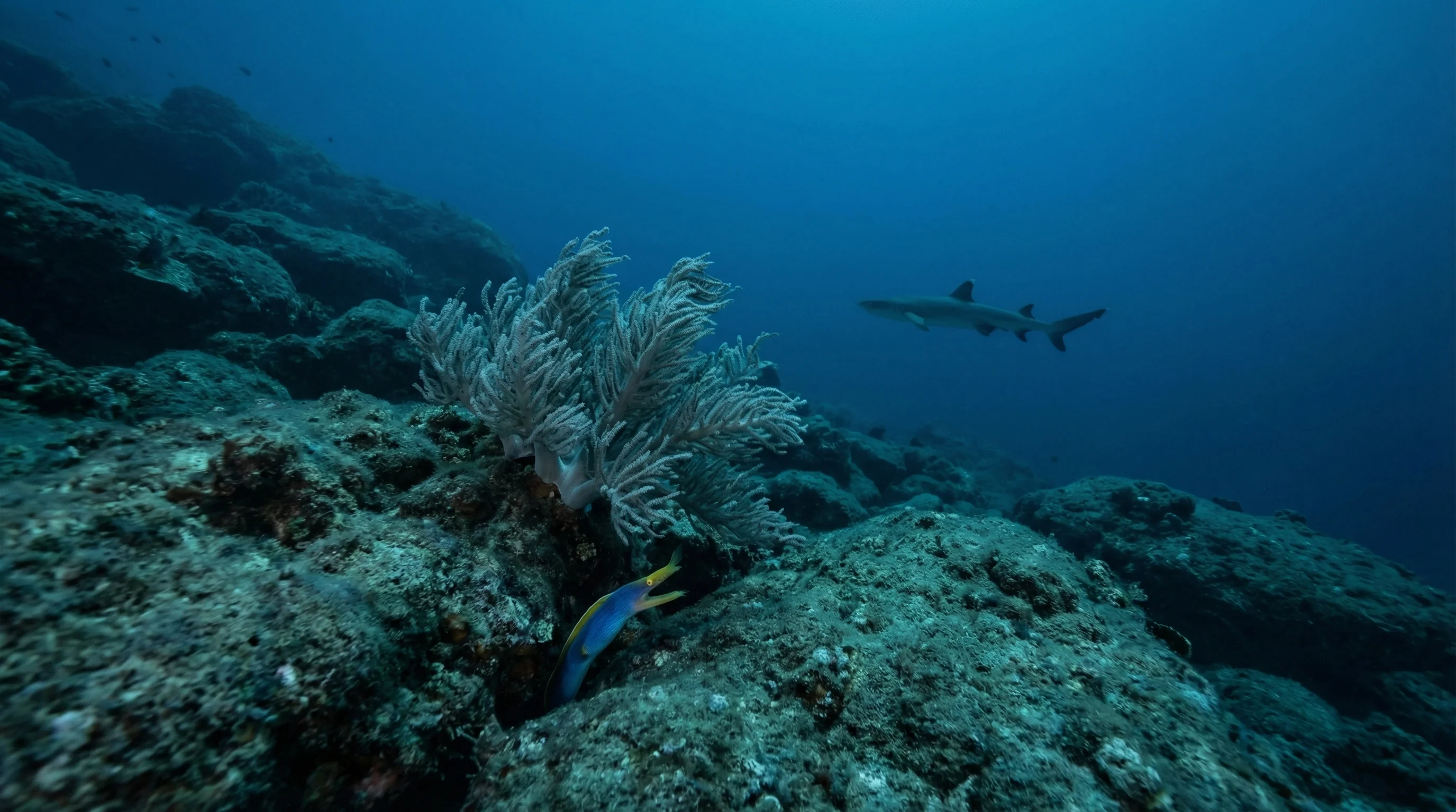 Stork Island/Koh Chi