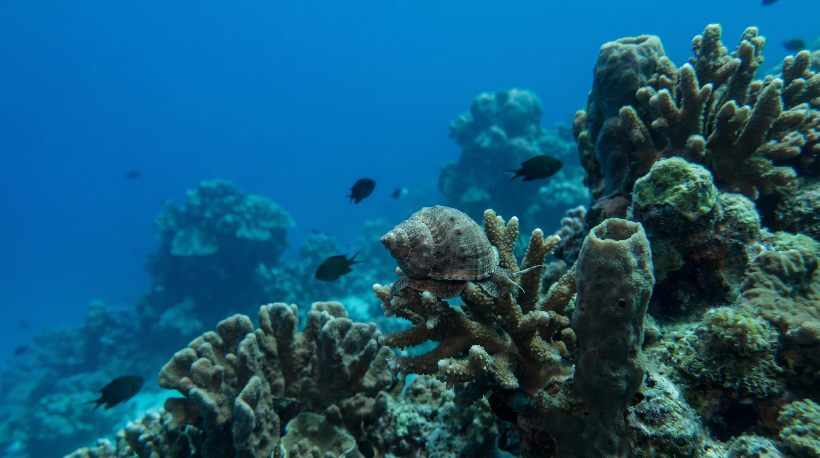 Sun Island Housereef