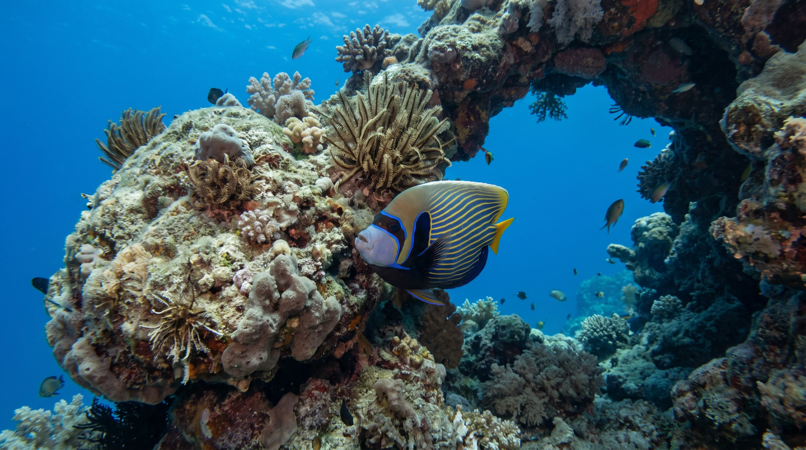 Tamar Reef