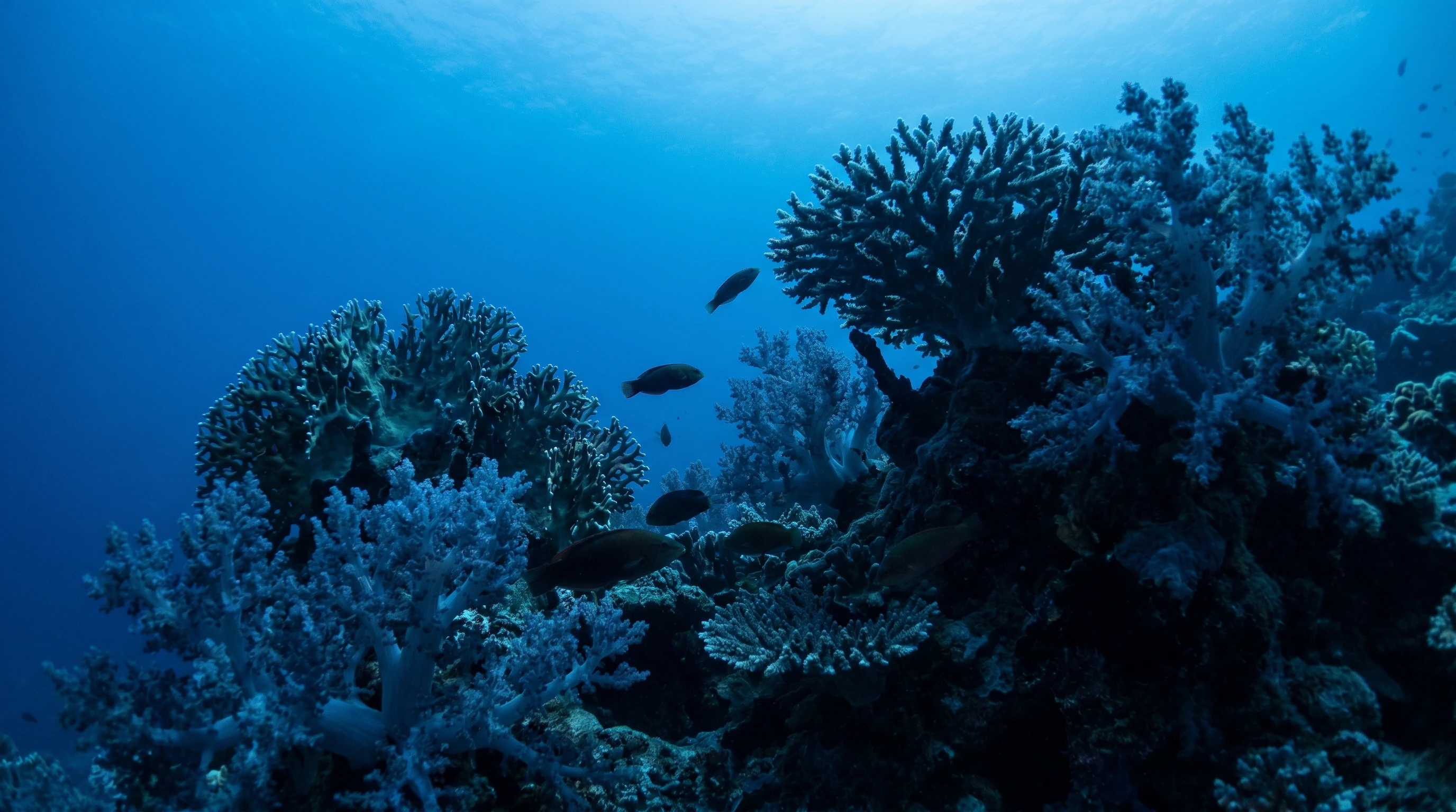 Dive site in Tomia Island