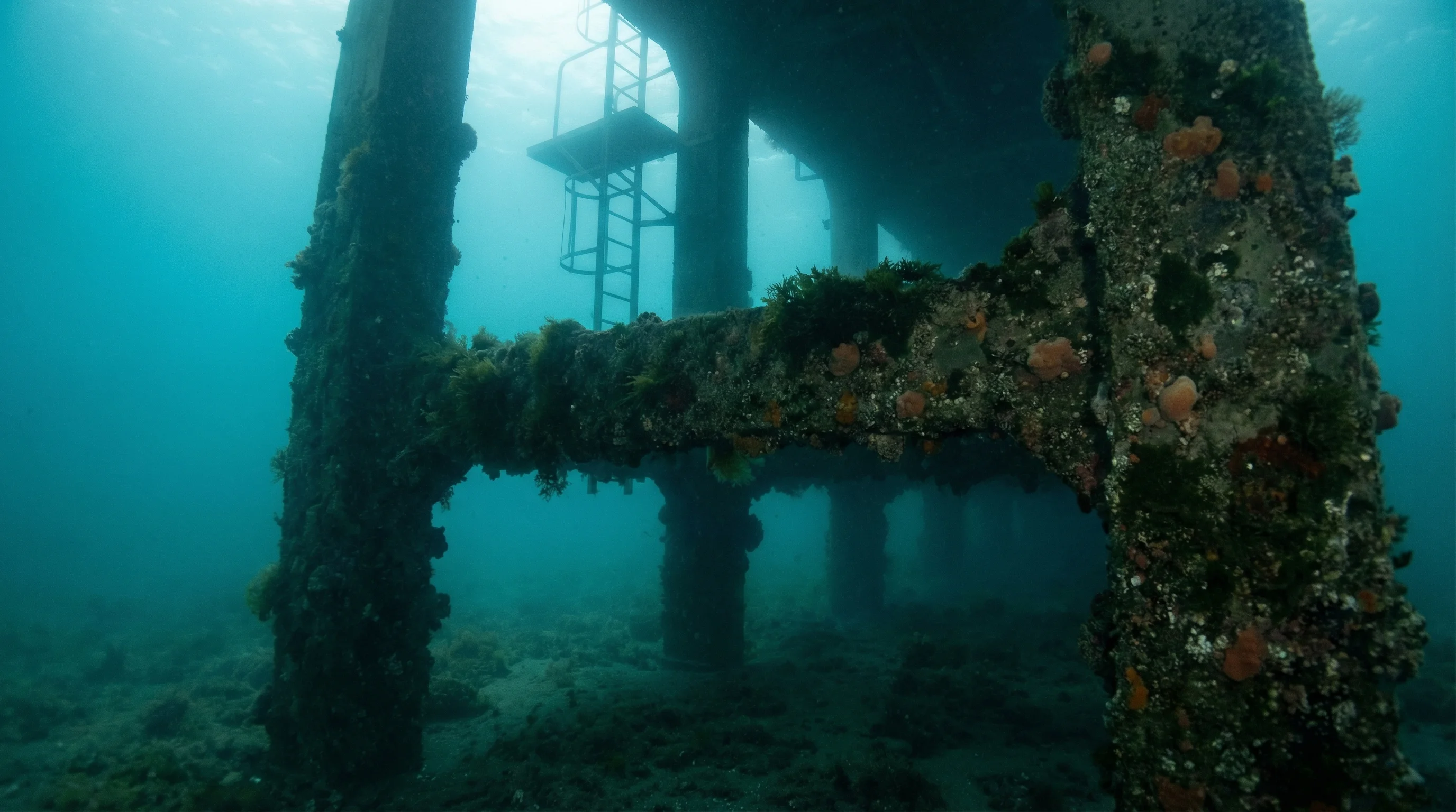 Taranaki Wharf Jump Platform