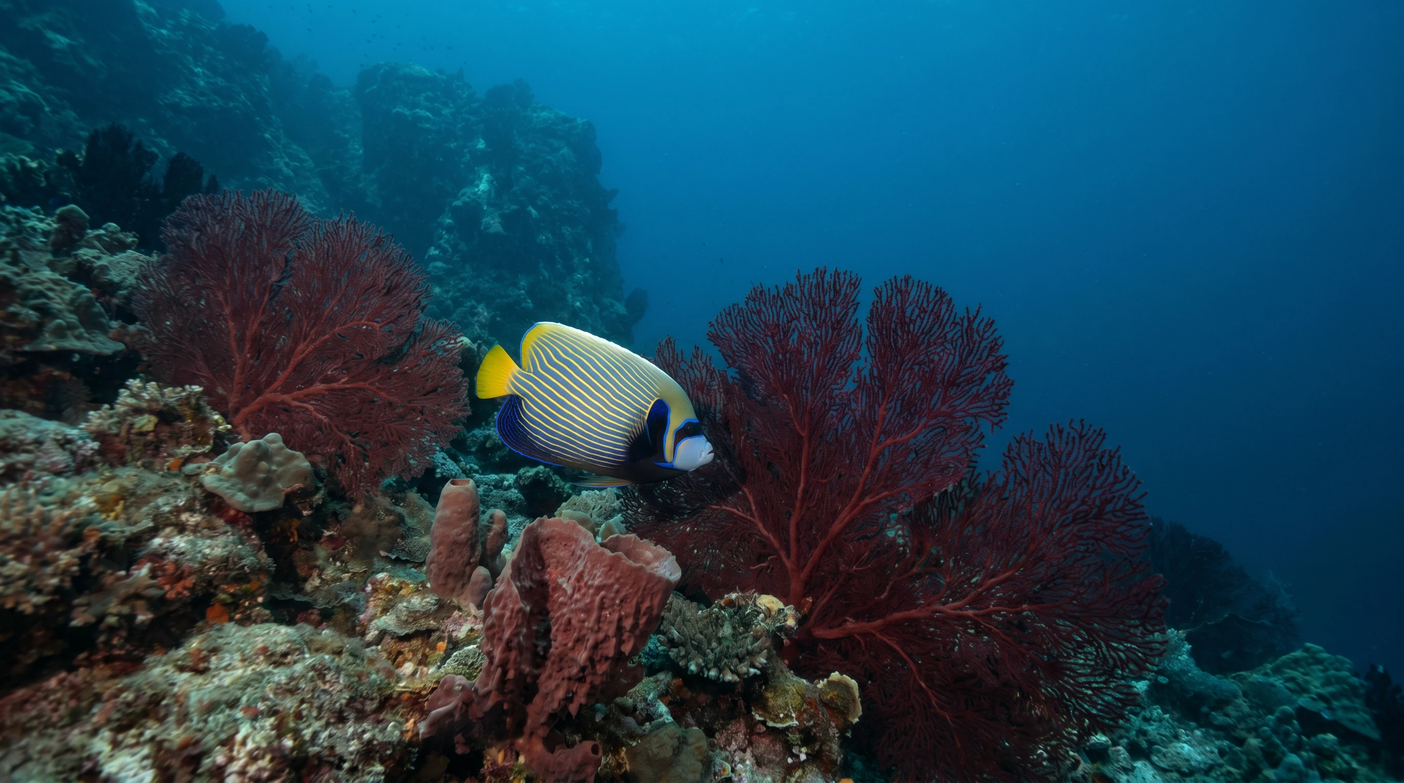 Dive site in Menjangan