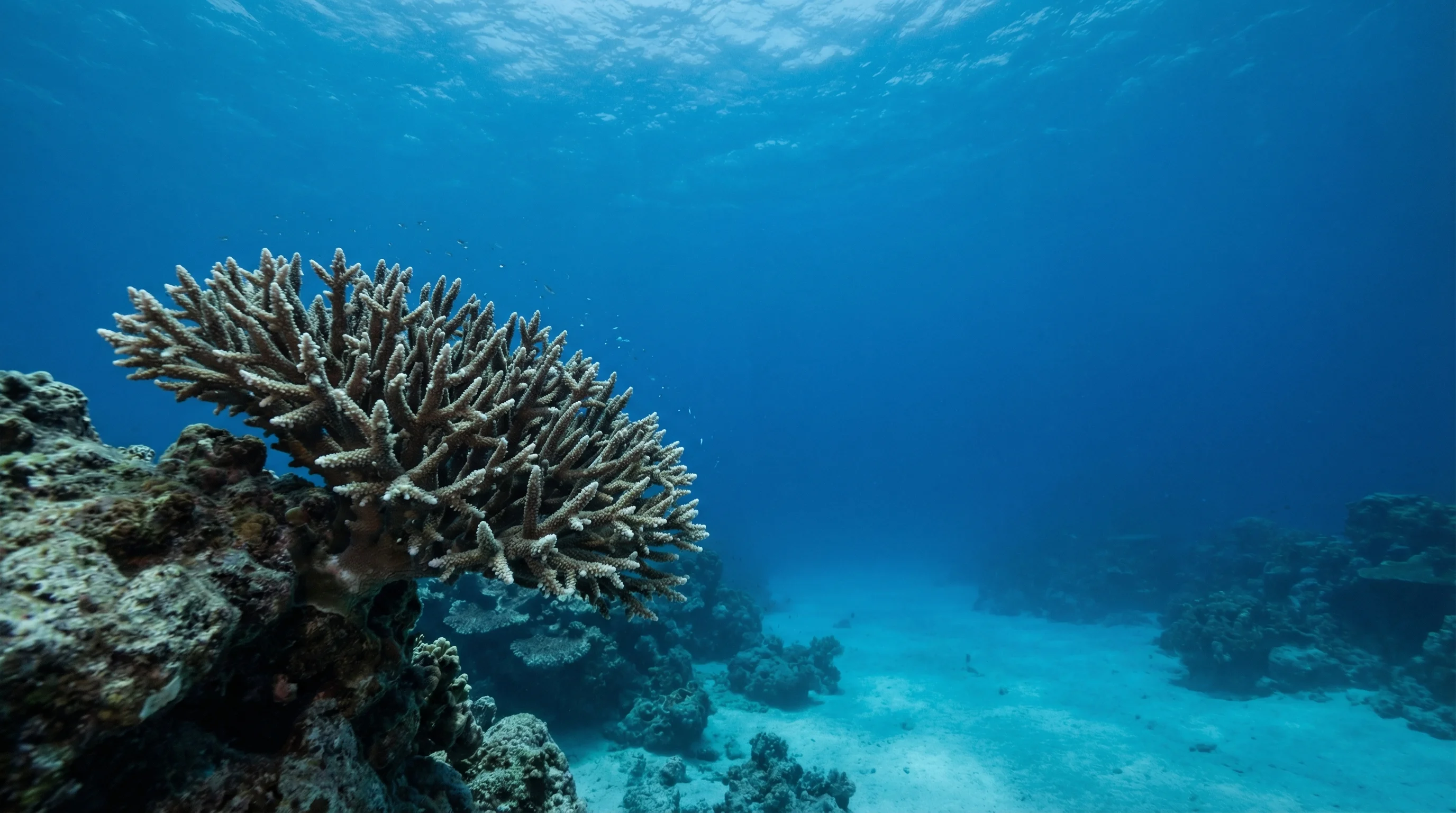 Dive site in French Polynesia