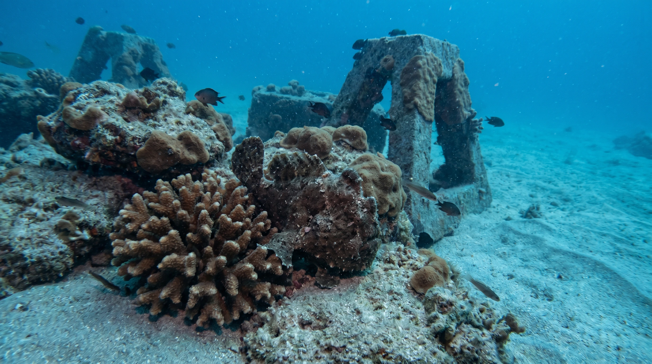 Dive site in Zamboanguita