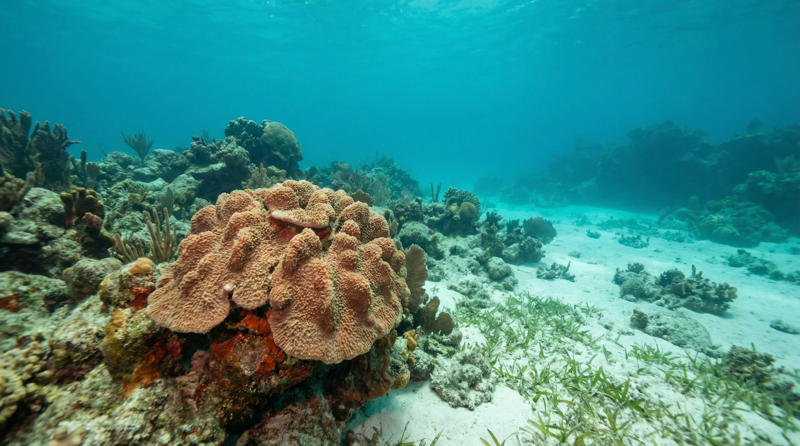 The Tobago Cays