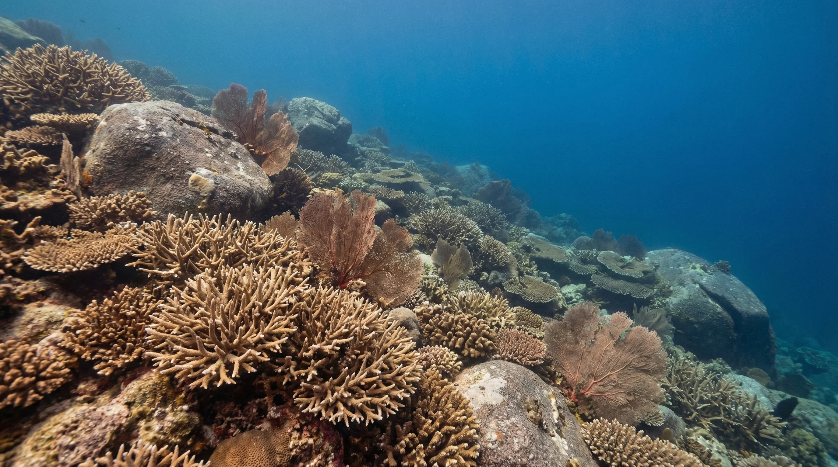 Dive site in Koh Tachai