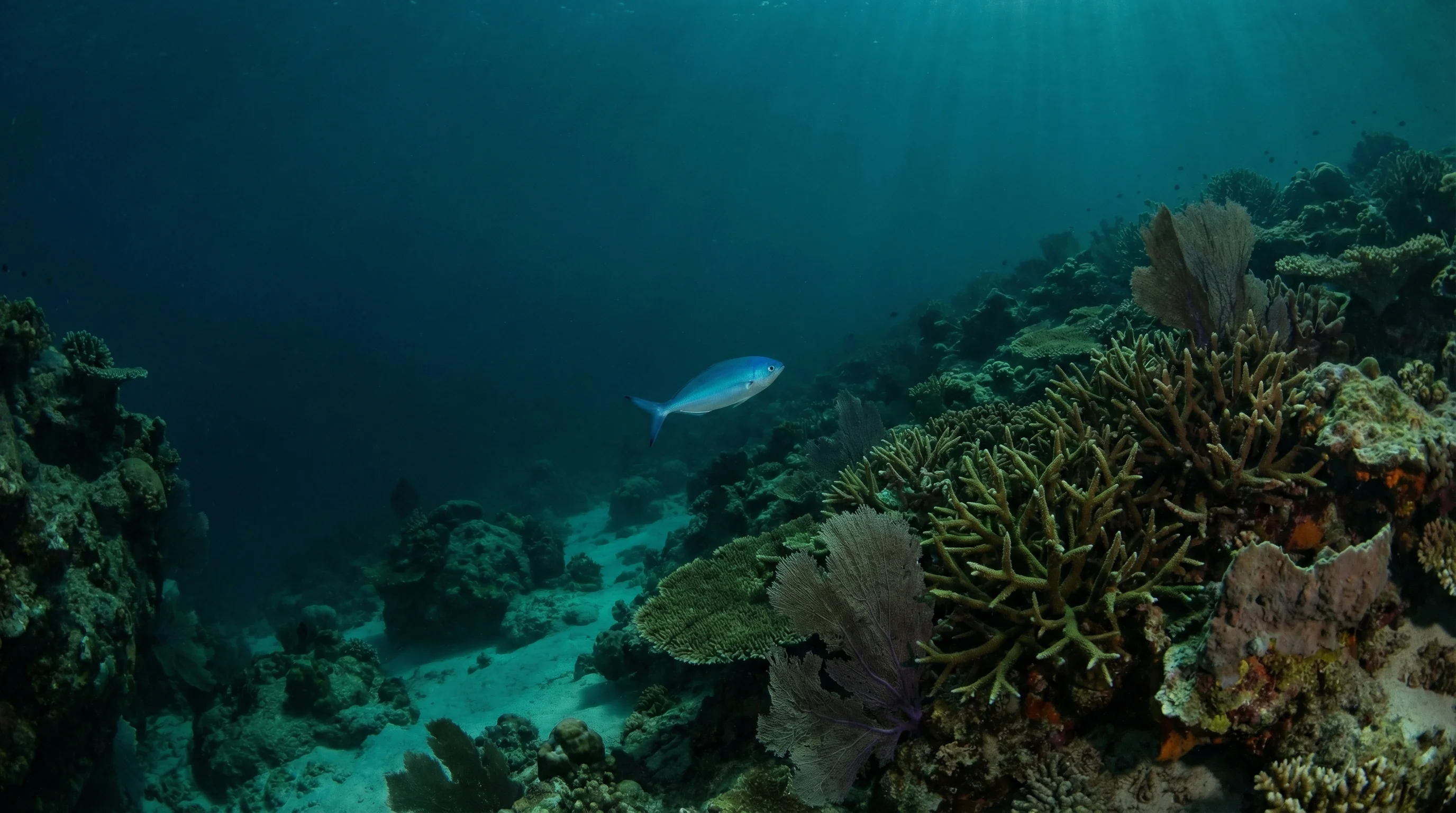 Torinla Reef