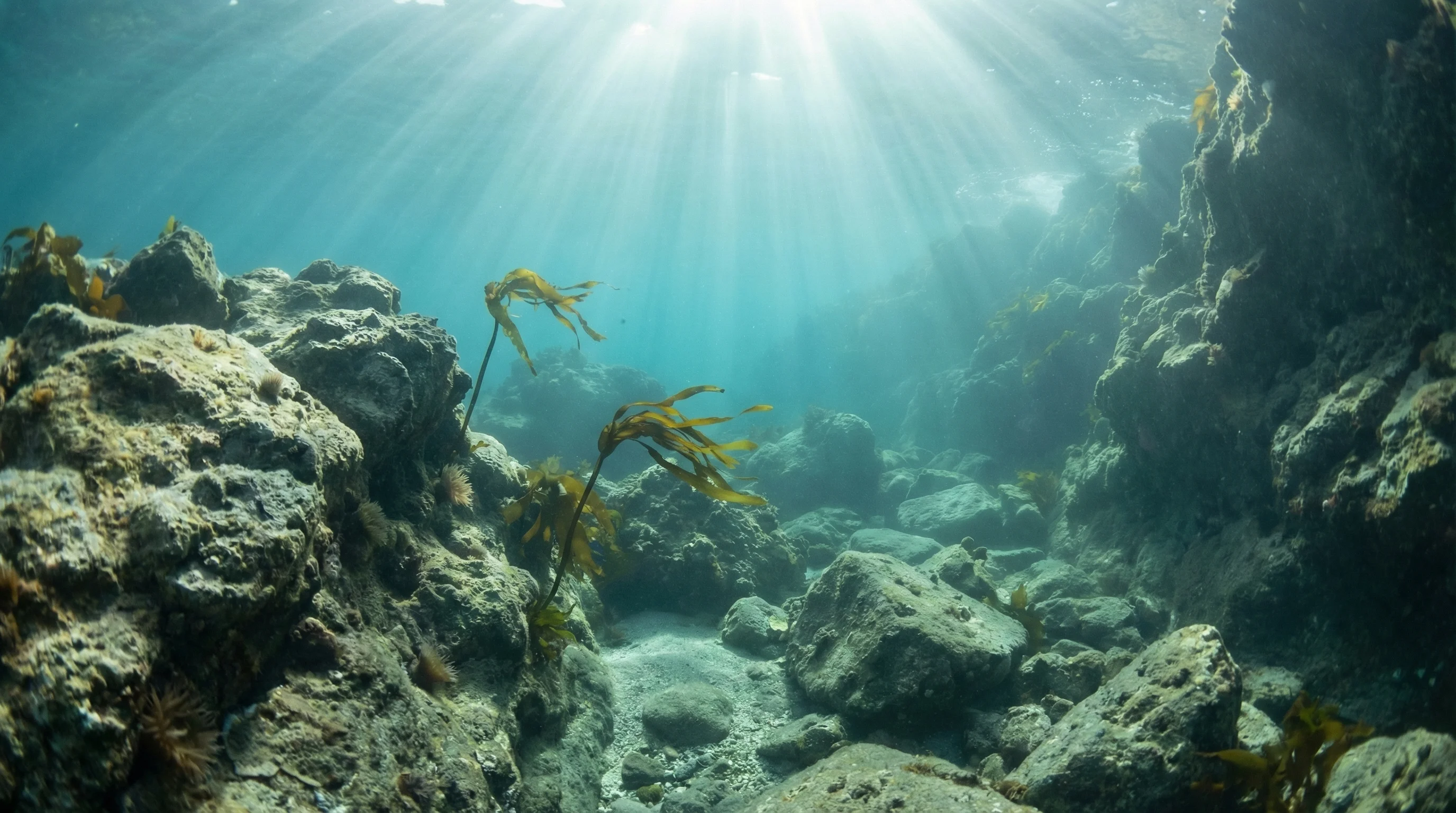 Dive site in South Island