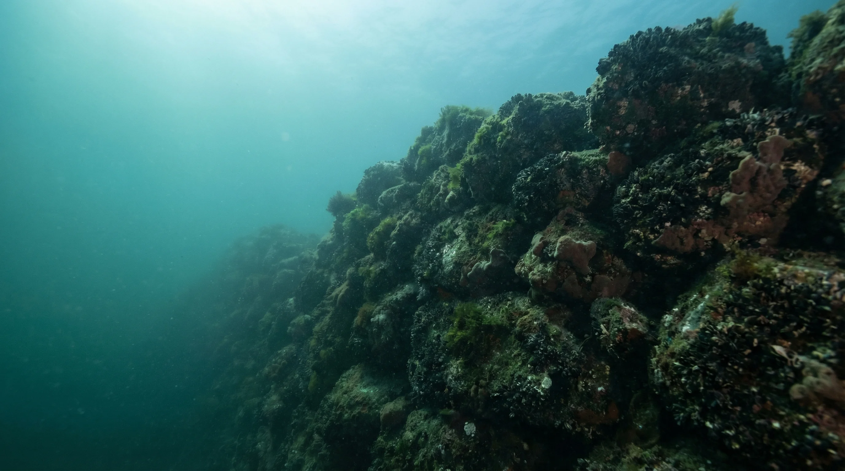 Dive site in Otago