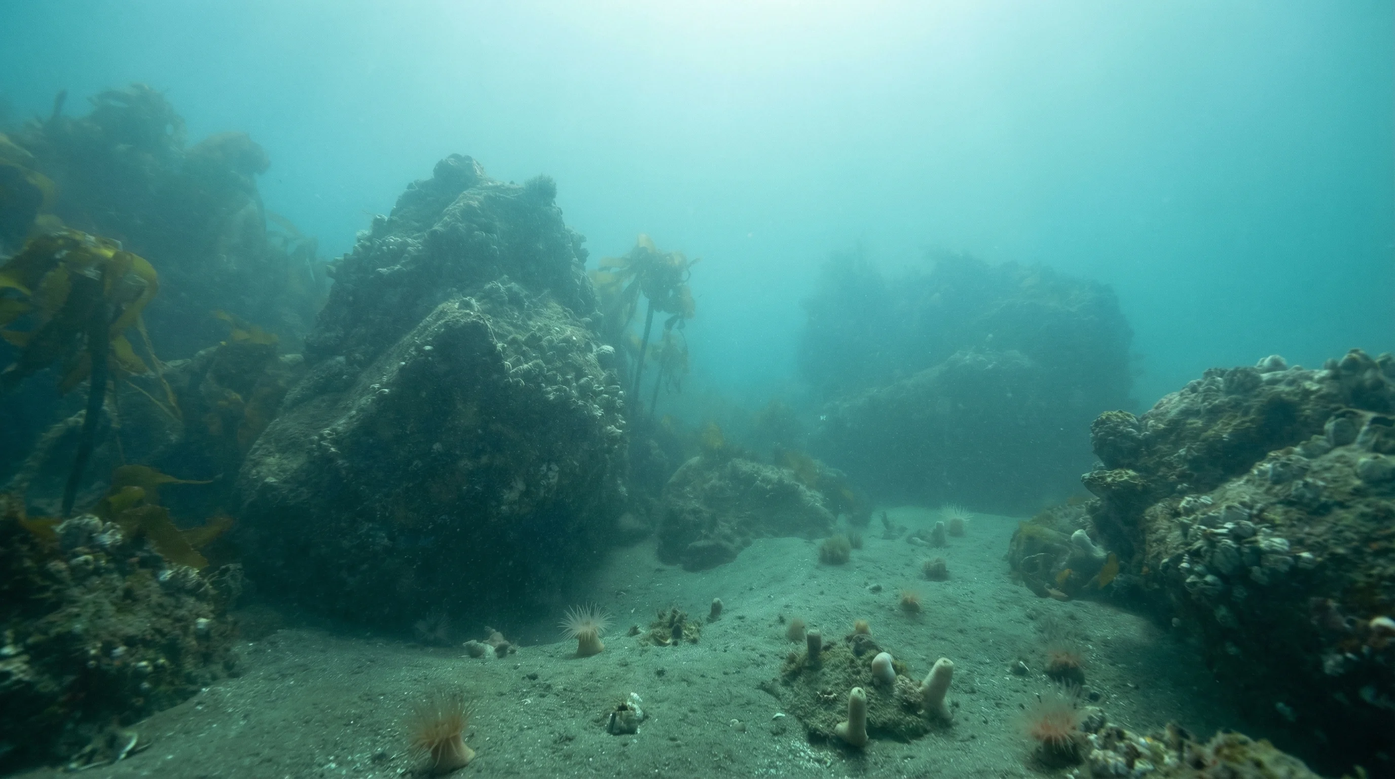 Whale Island