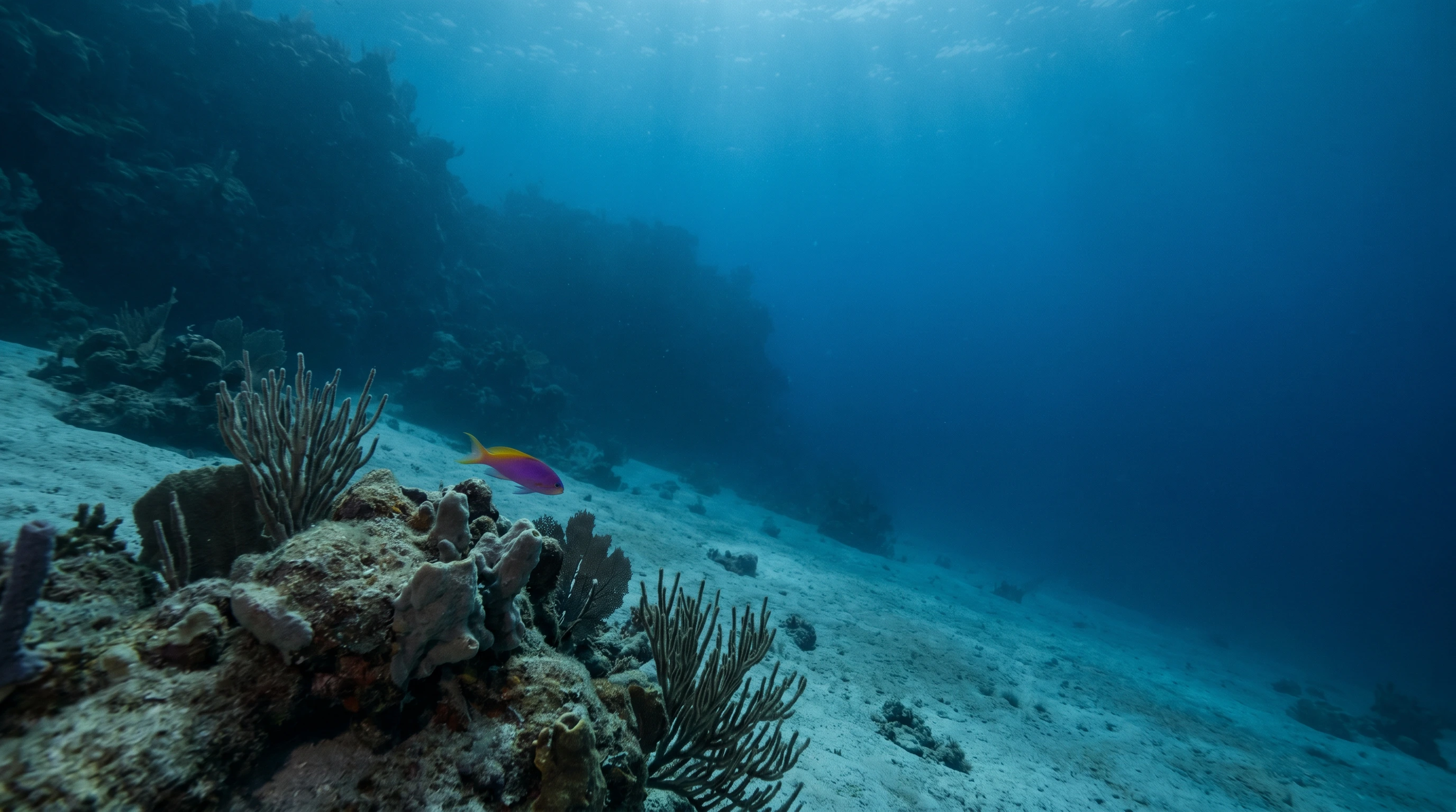 Dive site in East Coast Bonaire