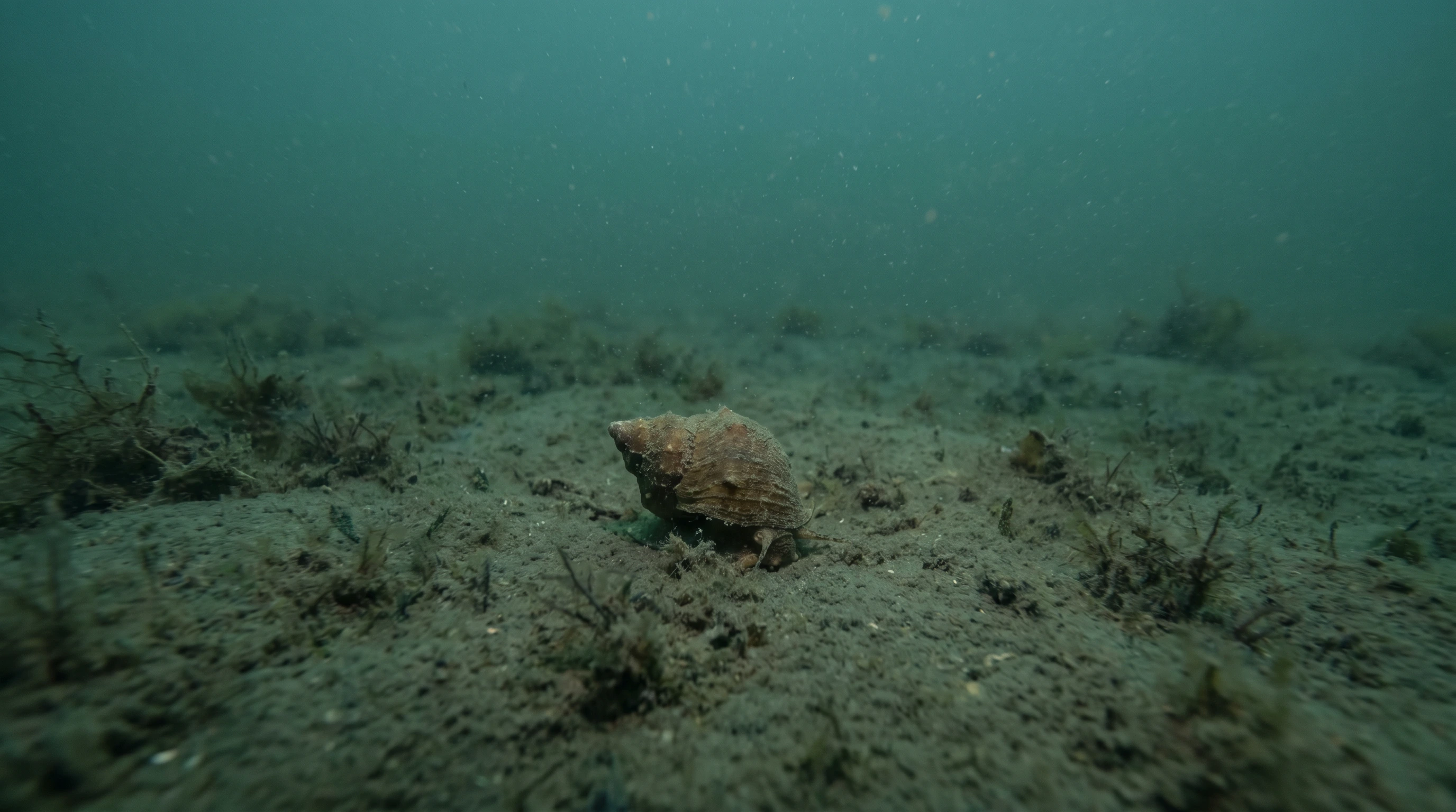 Dive site in Zeelandbrug