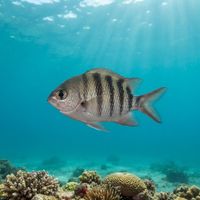 Dusky sergeant damselfish with dark grey-brown body and faint vertical bars over rocky reef.
