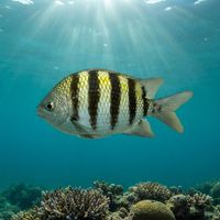 Adult sergeant major fish with black vertical stripes on a yellow-silver body hovering near shallow reef coral.