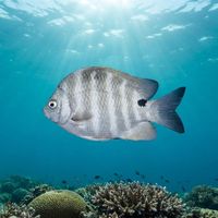 Adult blackspot sergeant with grey-white body, dark vertical bars, and a black spot near the tail over shallow reef.