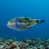 Spiny-tailed Leatherjacket